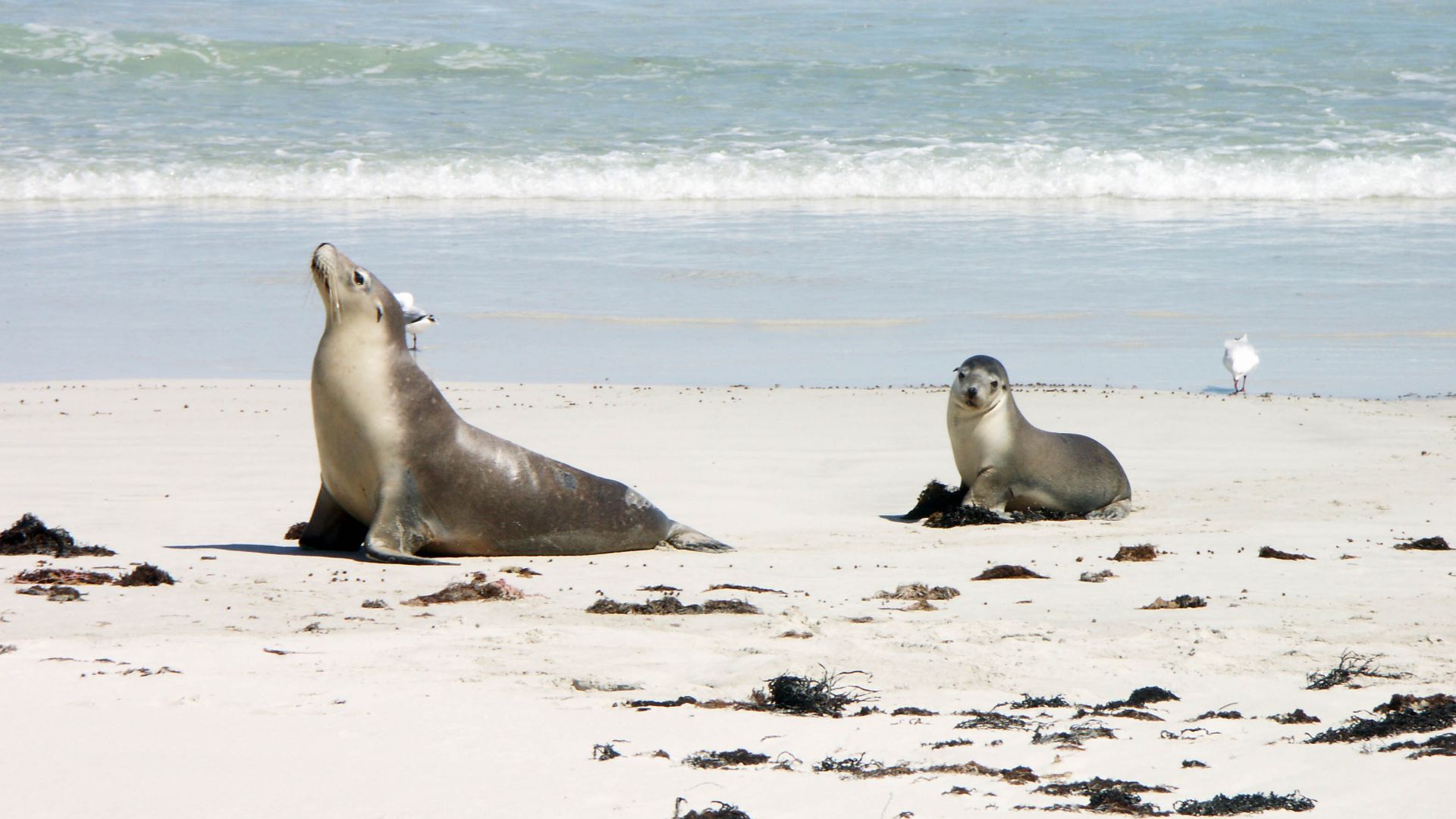 File:Sea lion and pup in Seal Bay - Kangaroo Island.jpg