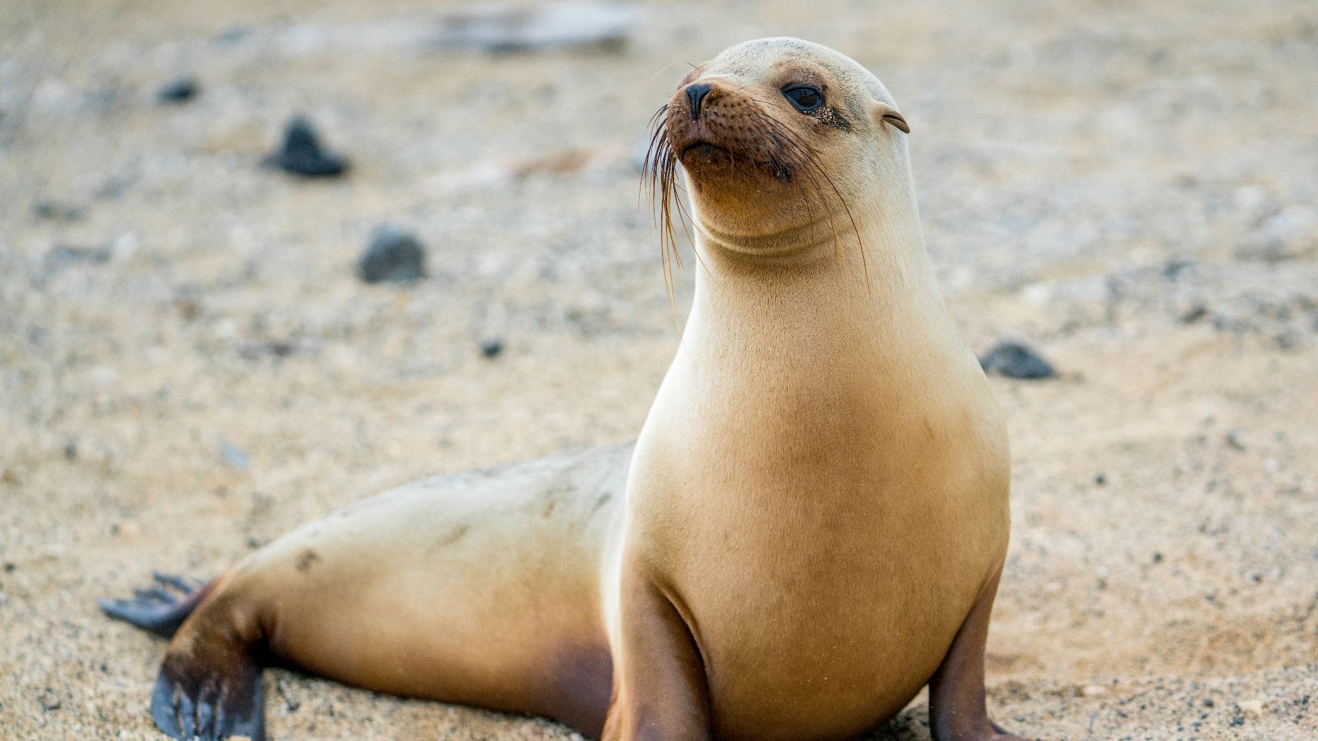 File:Galapagos, sea-lion, female (by Casey Klebba).jpg