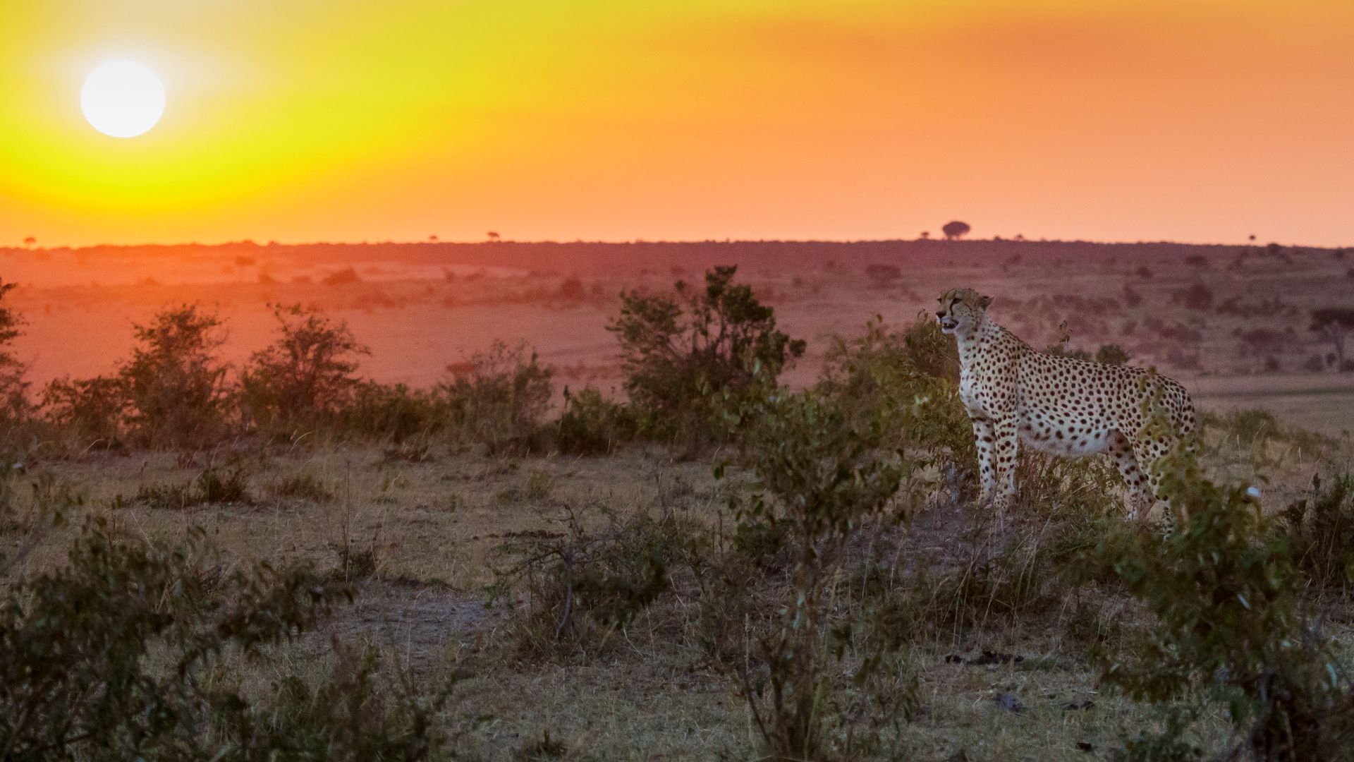 File:Masai Mara National Reserve 09 - cheetah (Acinonyx jubatus).jpg