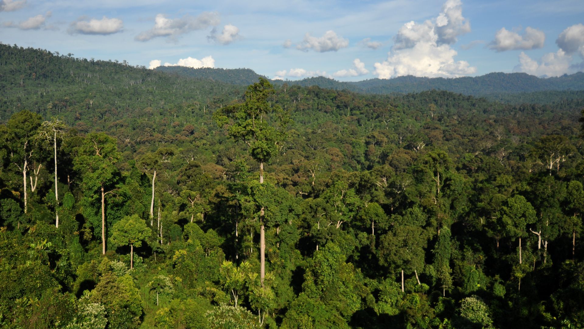 File:BorneoRainforest DSC 9267.JPG