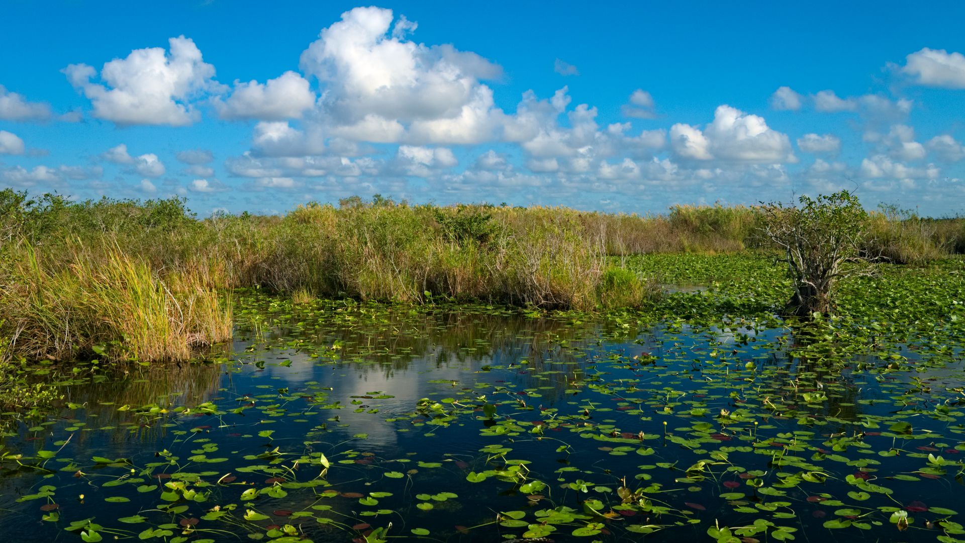File:Everglades Anhinga Trail Pond.jpg