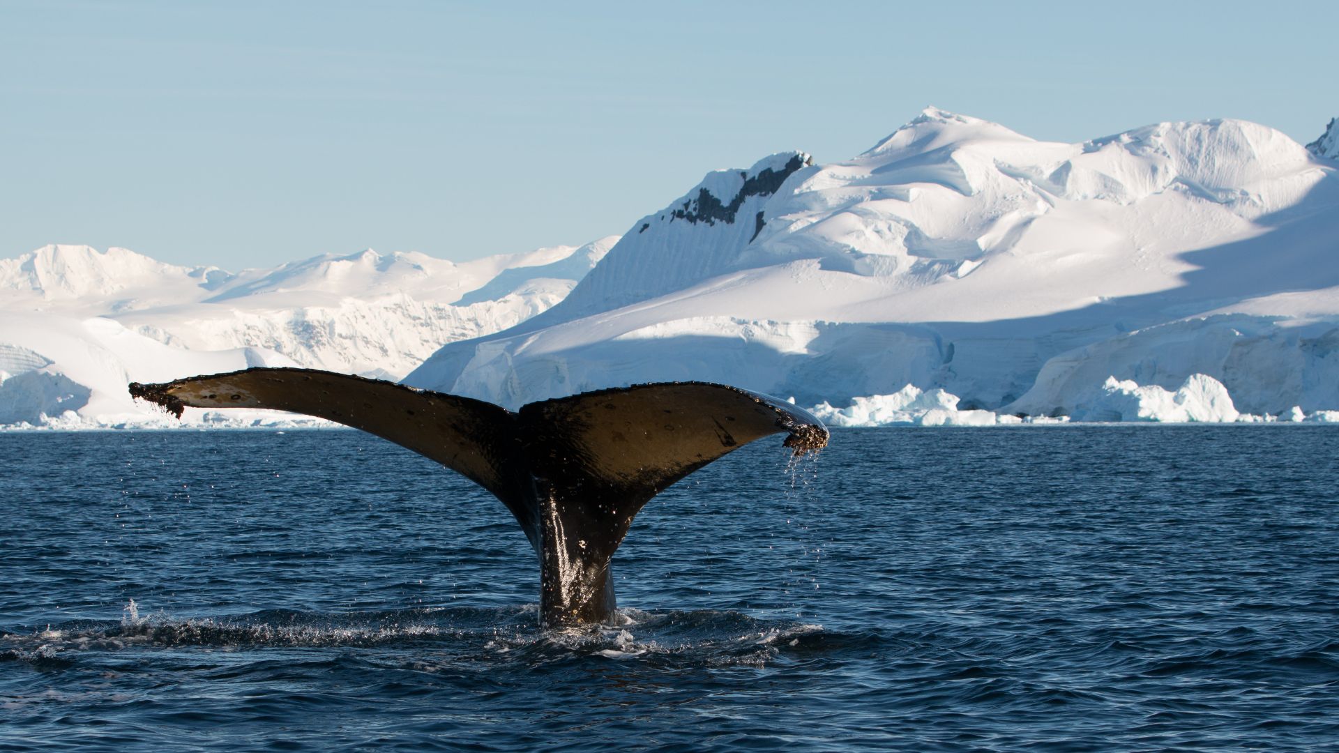 File:Wilhelmina Bay Antarctica Humpback Whale 7 (40371413513).jpg