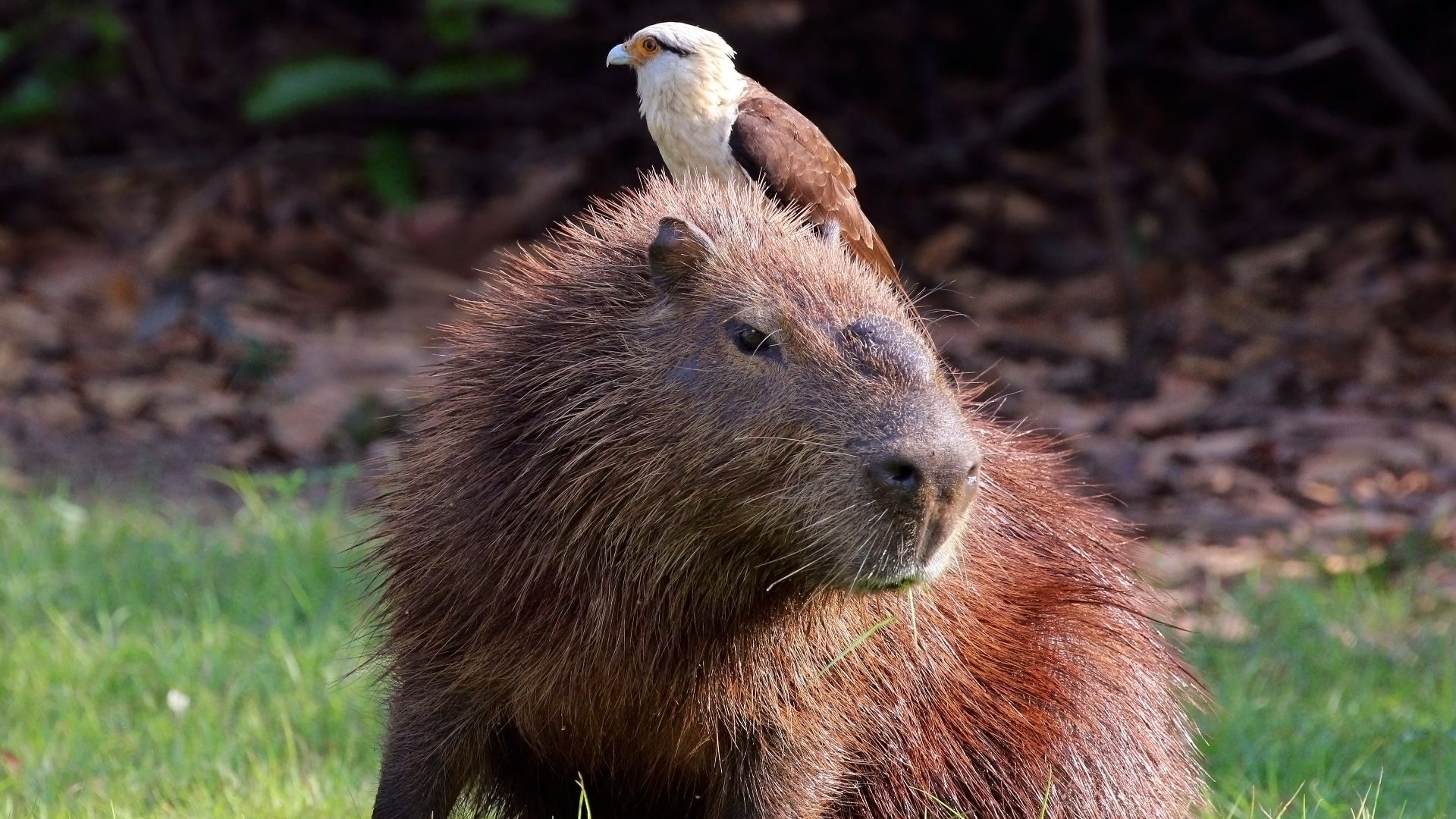 File:Yellow-headed caracara (Milvago chimachima) on capybara (Hydrochoeris hydrochaeris).JPG