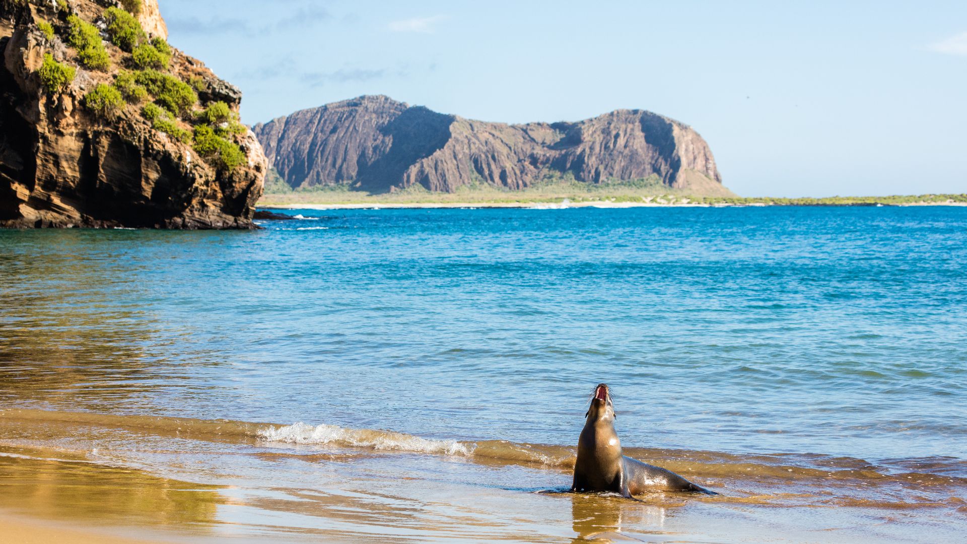 File:Lobo marino (Zalophus californianus wollebaeki), Punta Pitt, isla de San Cristóbal, islas Galápagos, Ecuador, 2015-07-24, DD 11.JPG