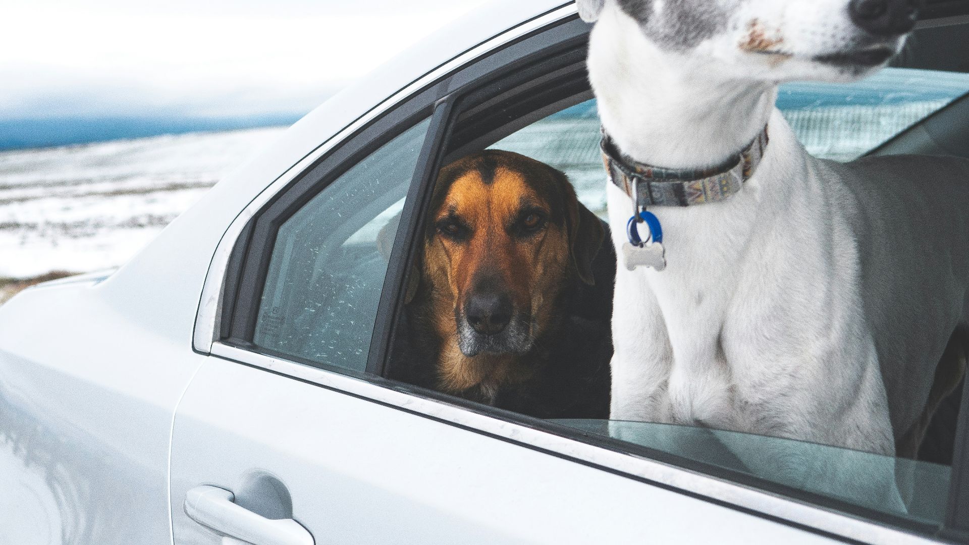 A dog sitting in a car looking out the window