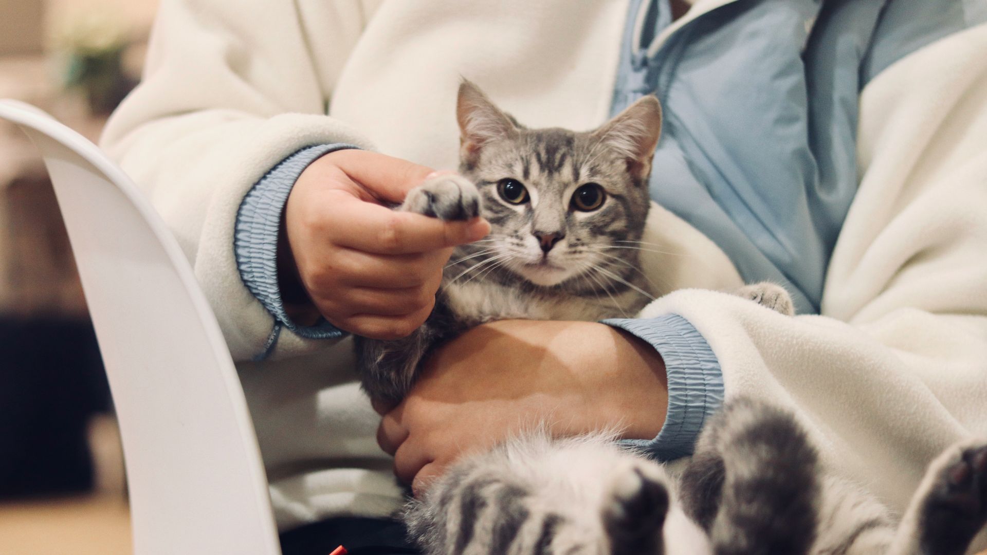 person holding silver tabby cat