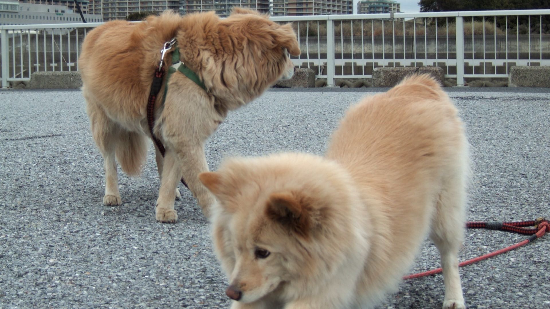 File:Dogs (102553875).jpg