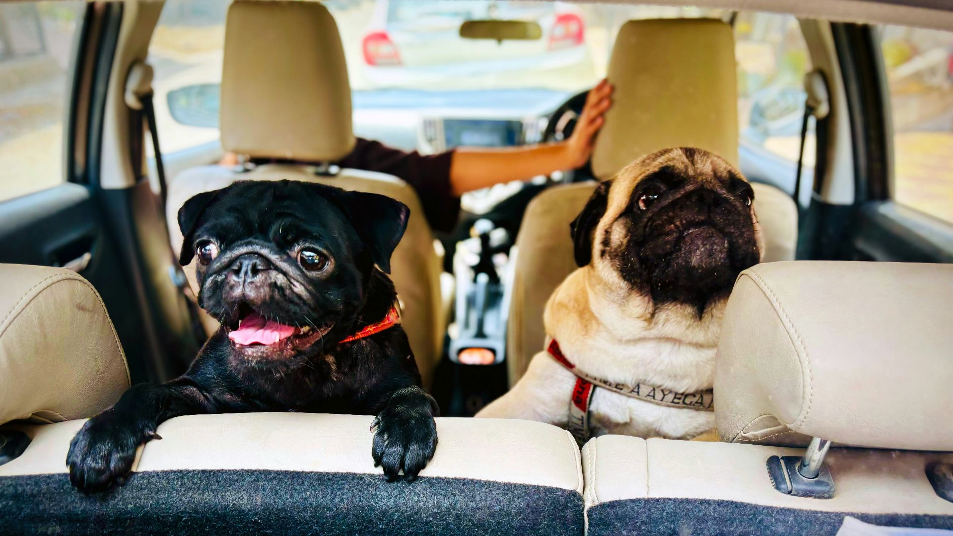 Two pug dogs sitting in the back seat of a car