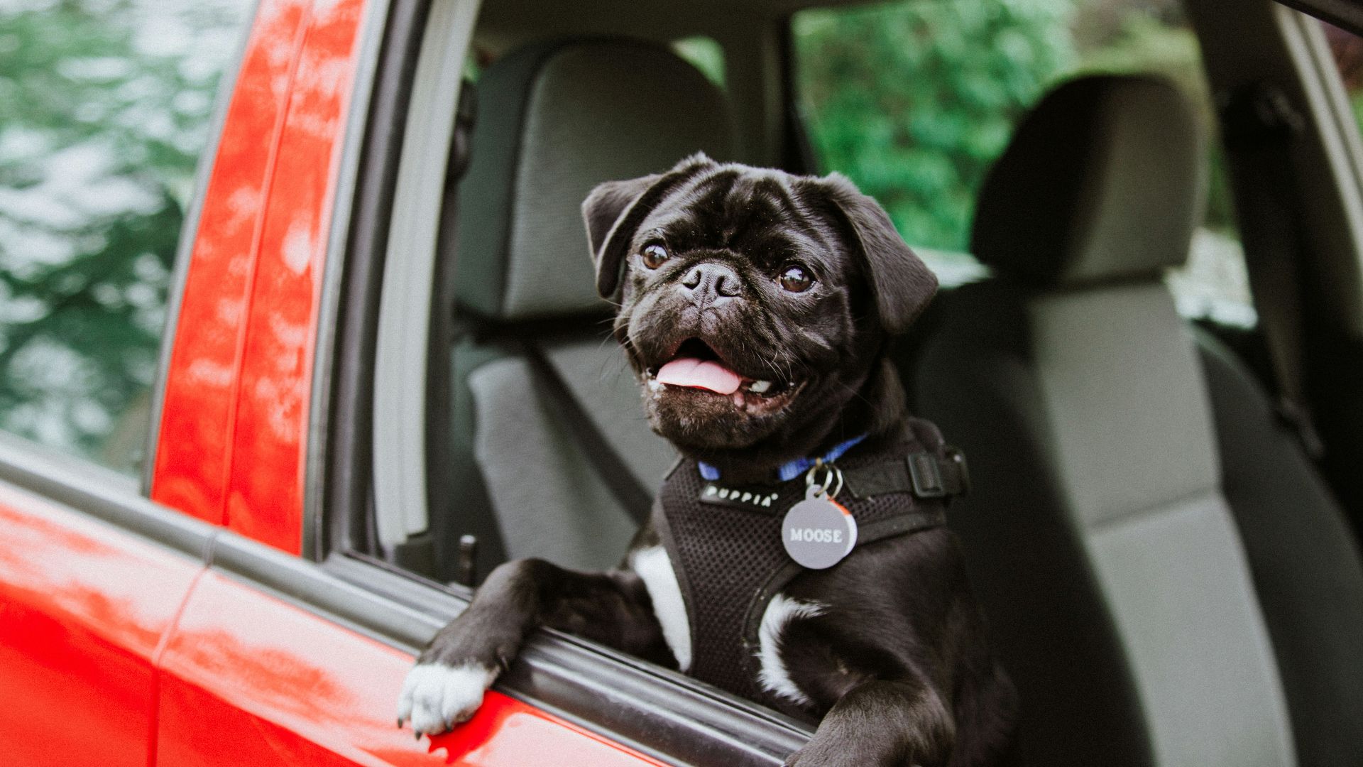 black pug puppy on car seat