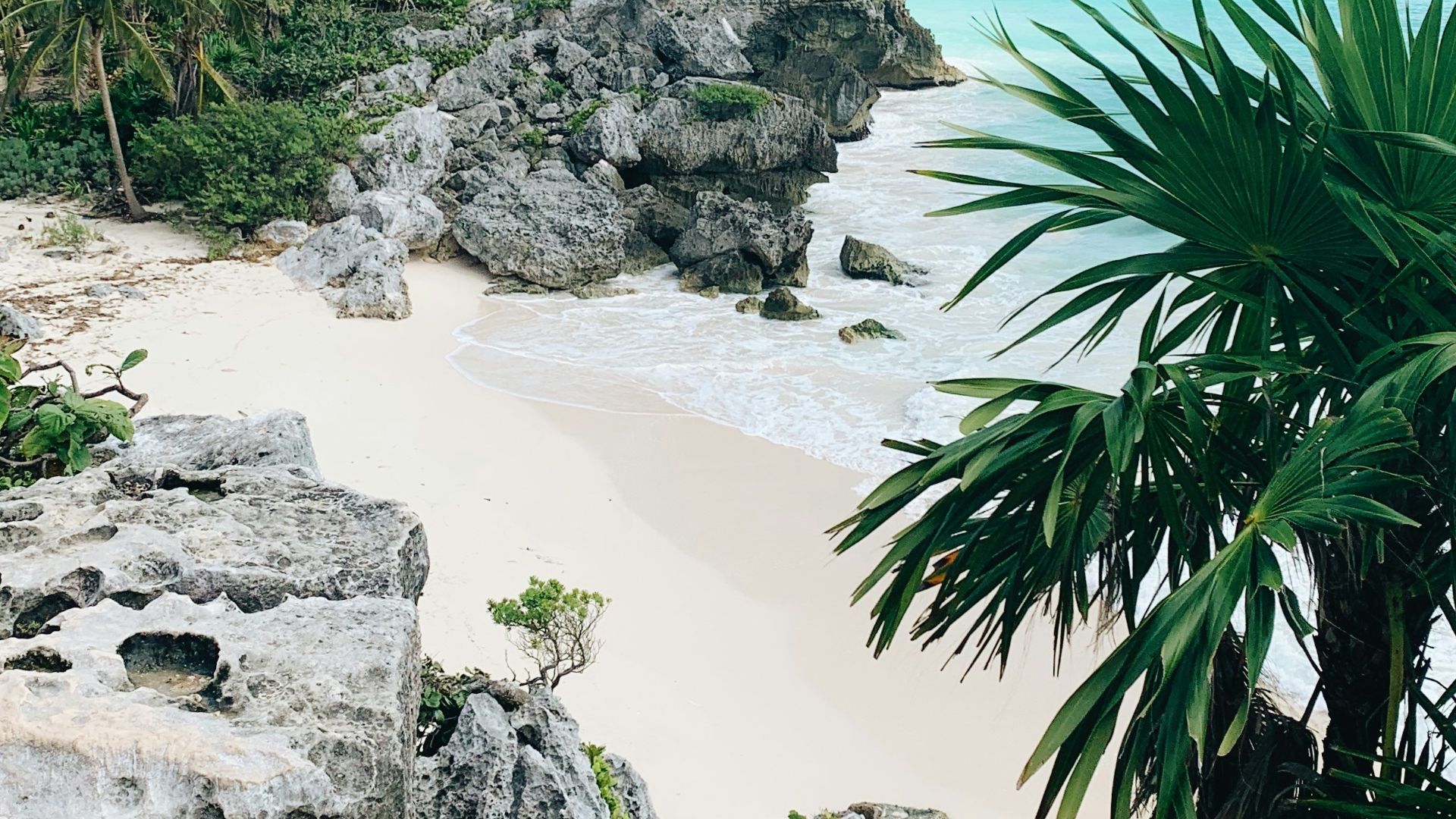 green trees on gray rocky shore during daytime