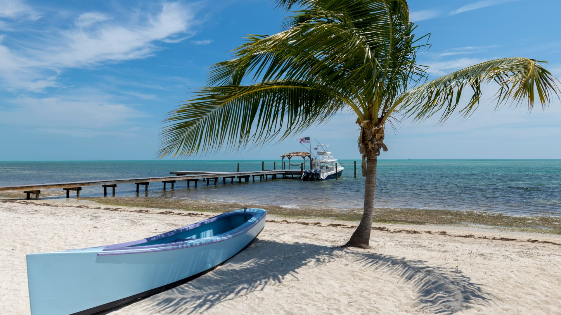white canoe near palm tree