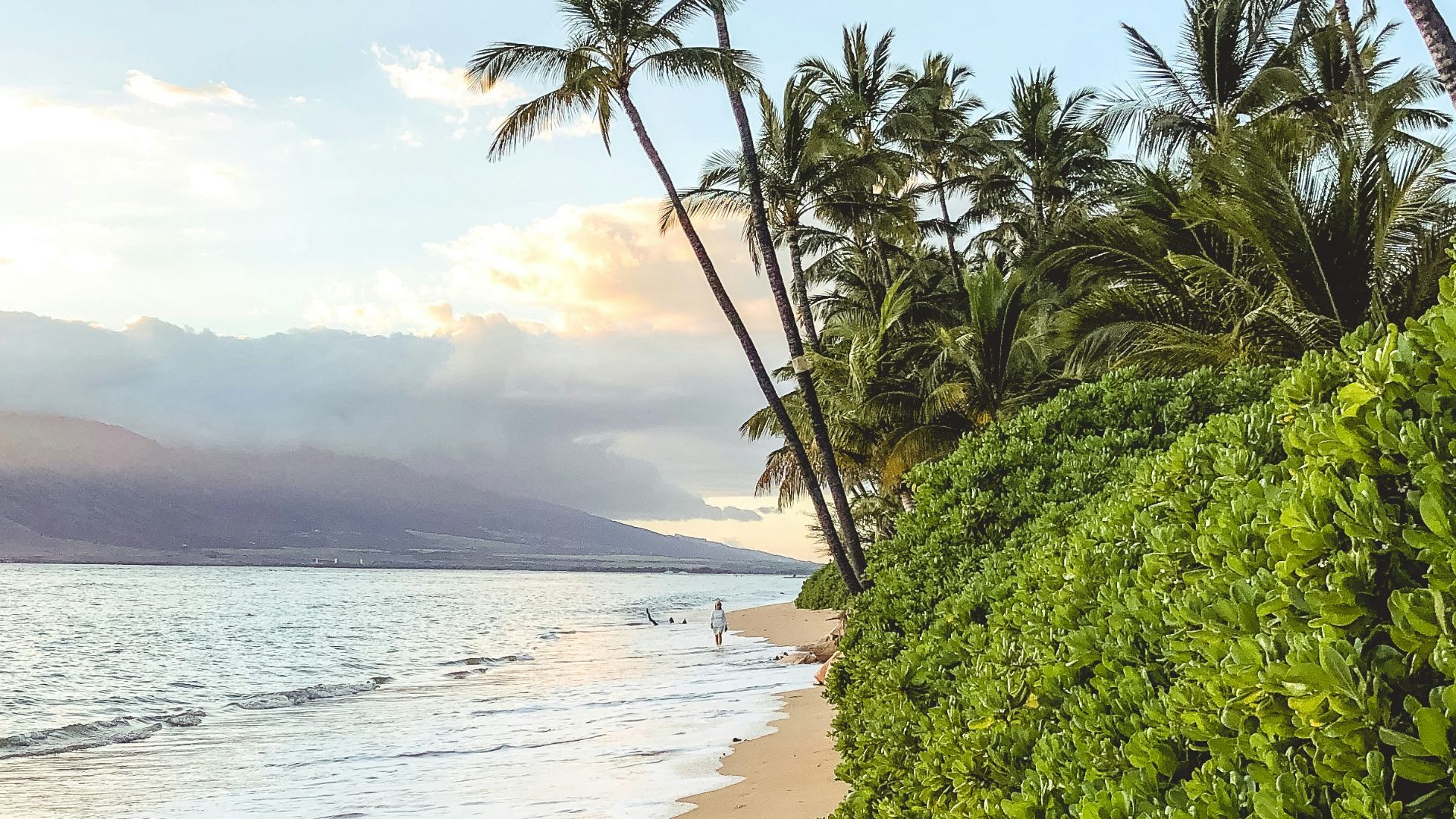 forest beside blue sea
