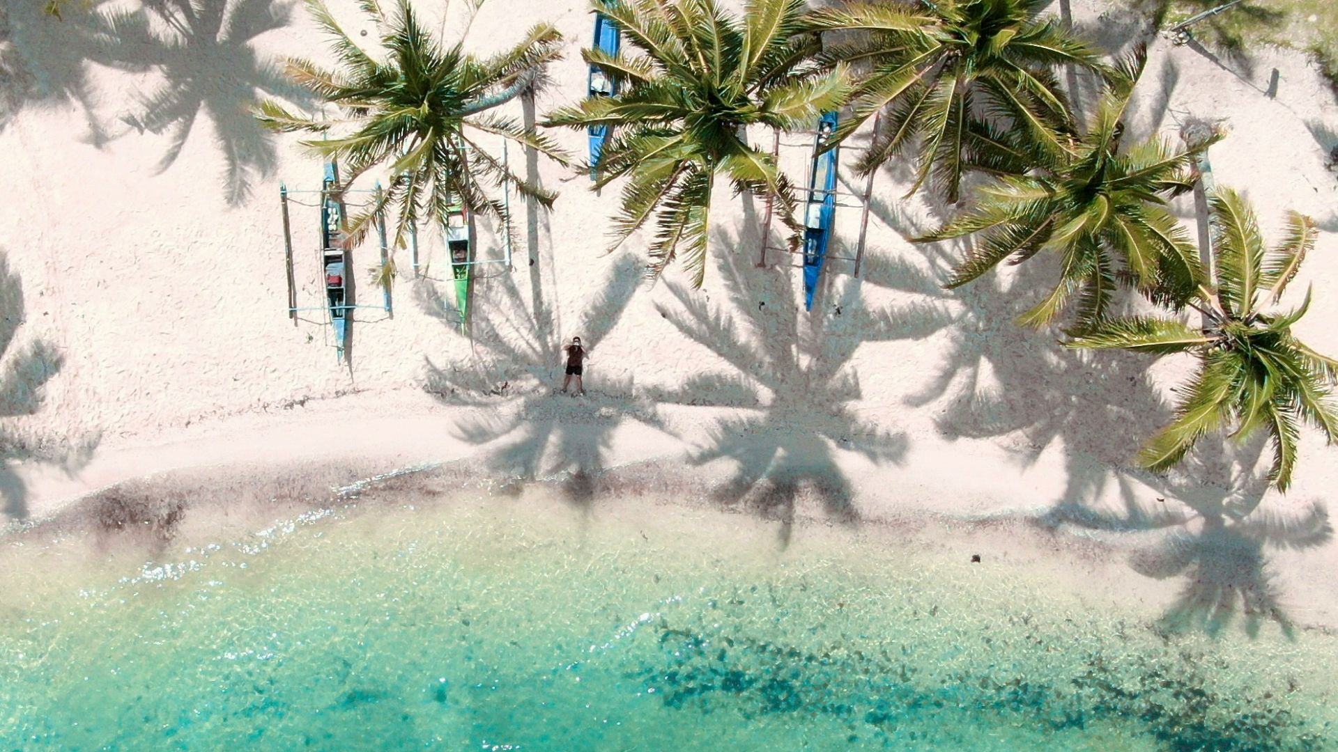 green palm trees near body of water during daytime