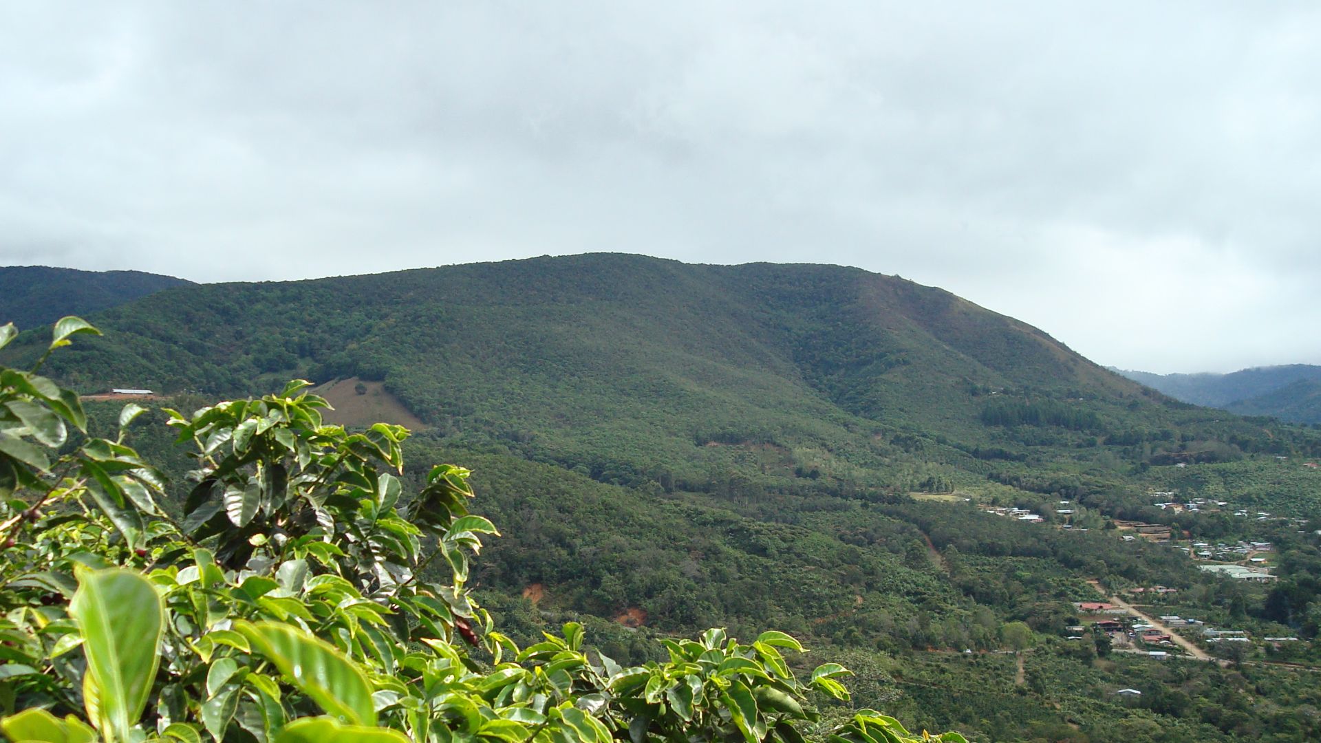 File:Coffee-farm-san-marcos-tarrazu-costa-rica.jpg