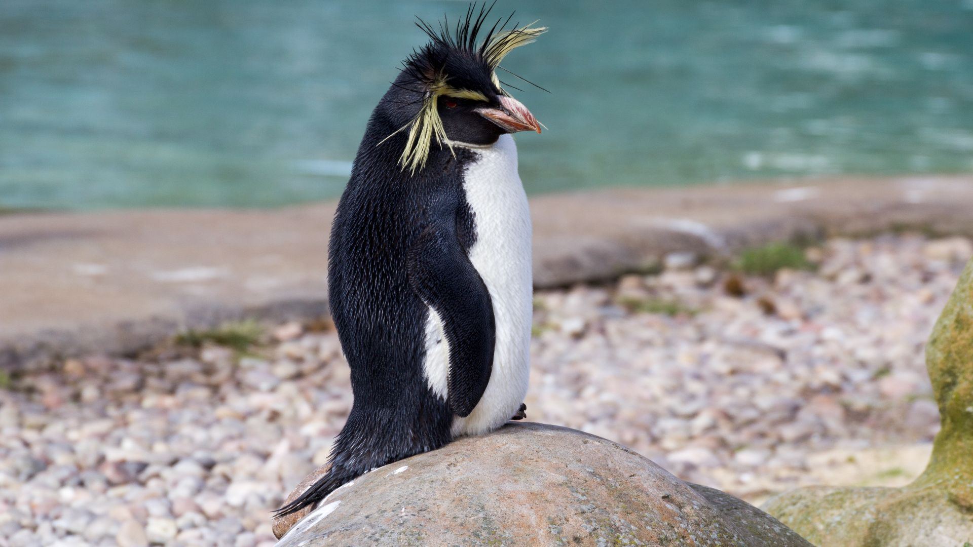 File:ZSL London - Northern rockhopper penguin (01).jpg