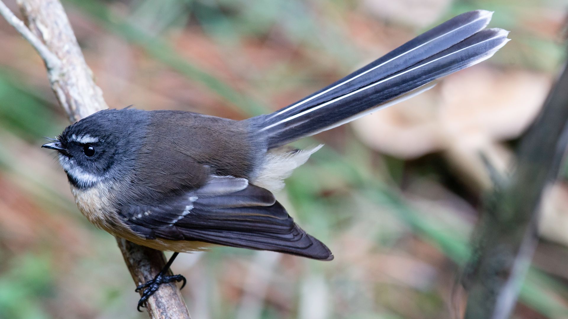 File:Rhipidura fuliginosa, Pines Beach, New Zealand 01.jpg