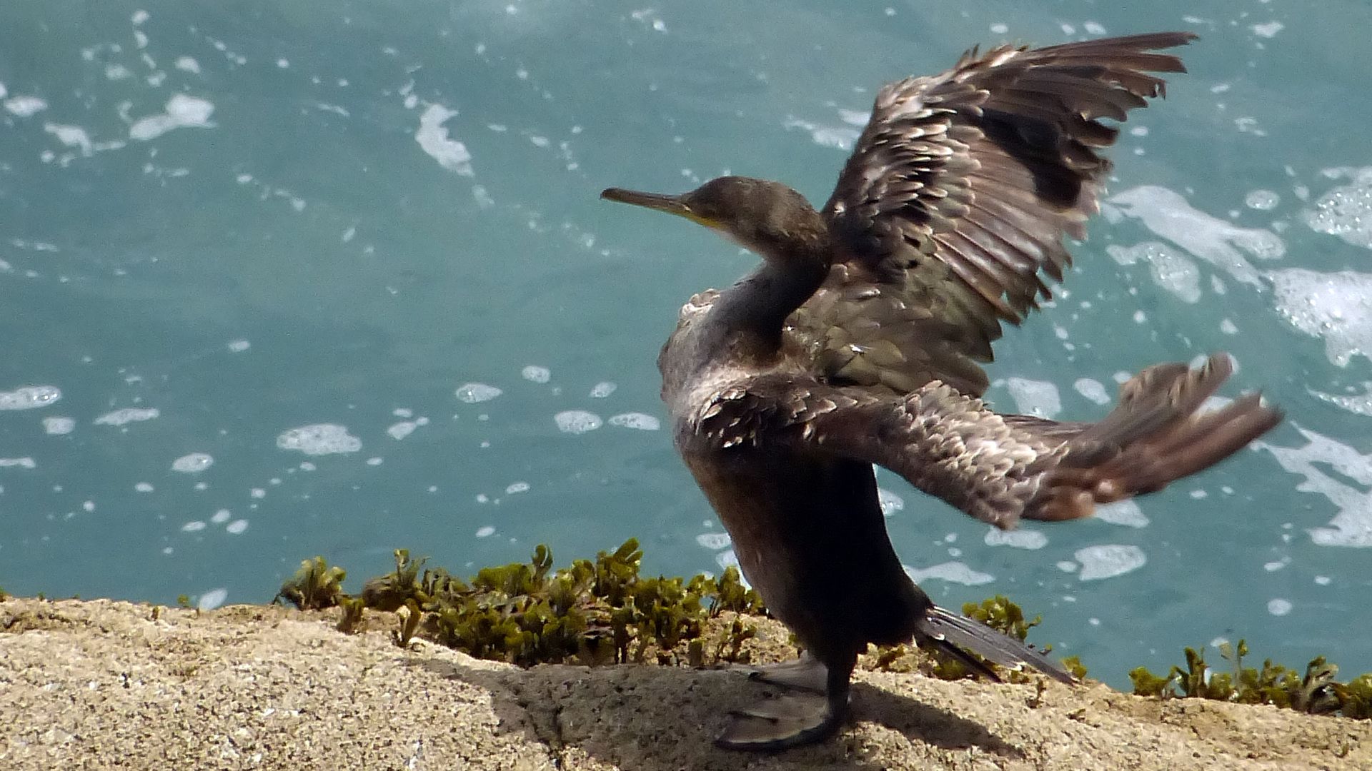 File:Shag Juvenile (7475145240).jpg