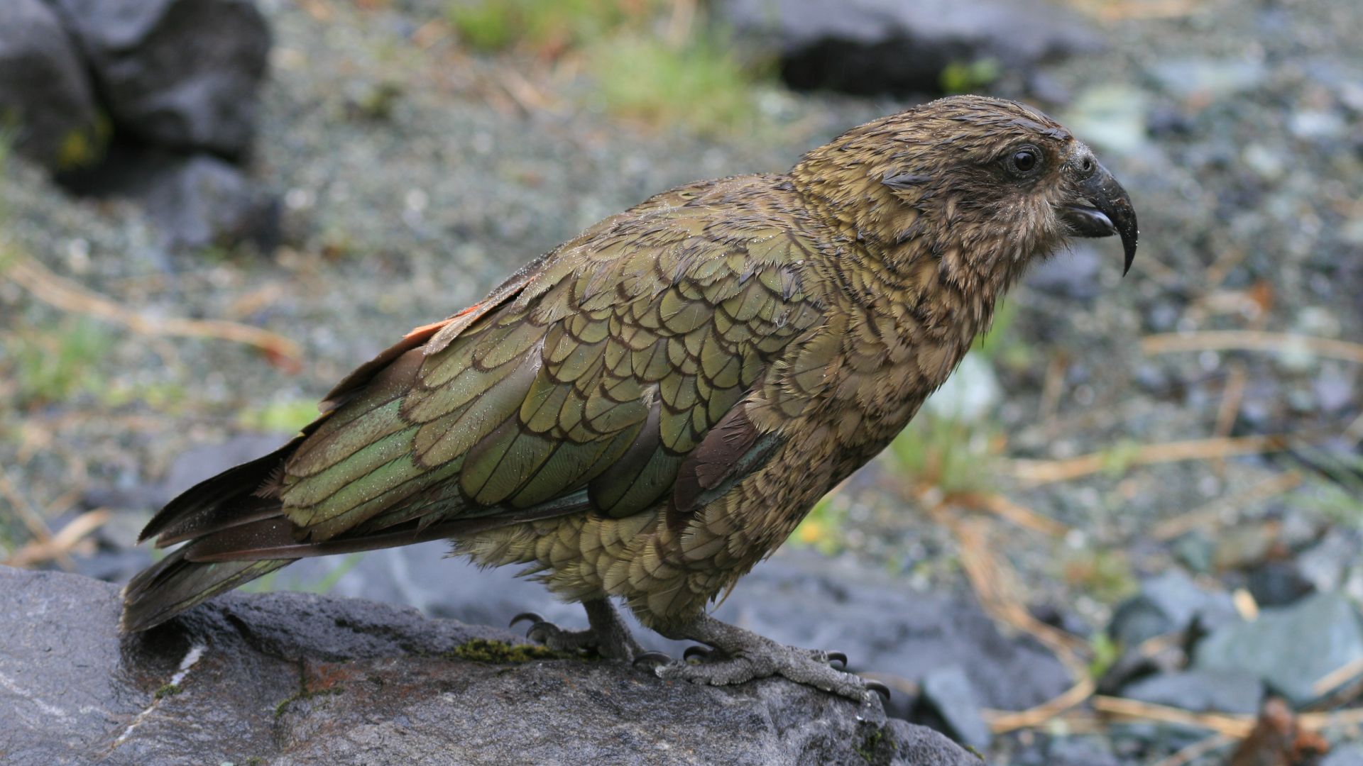 File:Nestor notabilis -Fiordland, New Zealand-8b.jpg