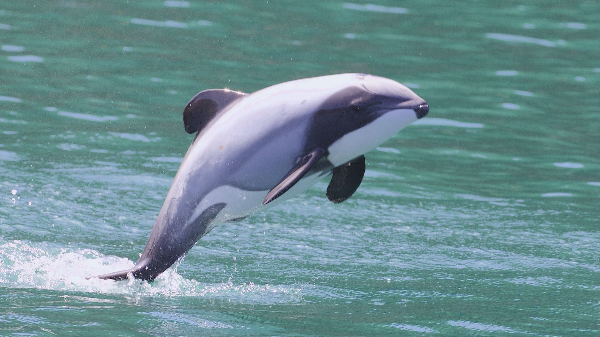File:Hector's Dolphin (Cephalorhynchus hectori) - Gregory Slobirdr Smith - brighter.jpg