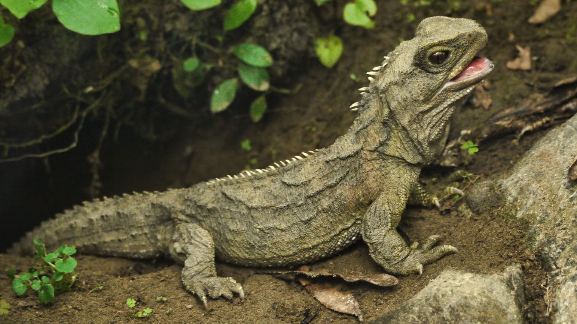 File:Tuatara (5205719005).jpg
