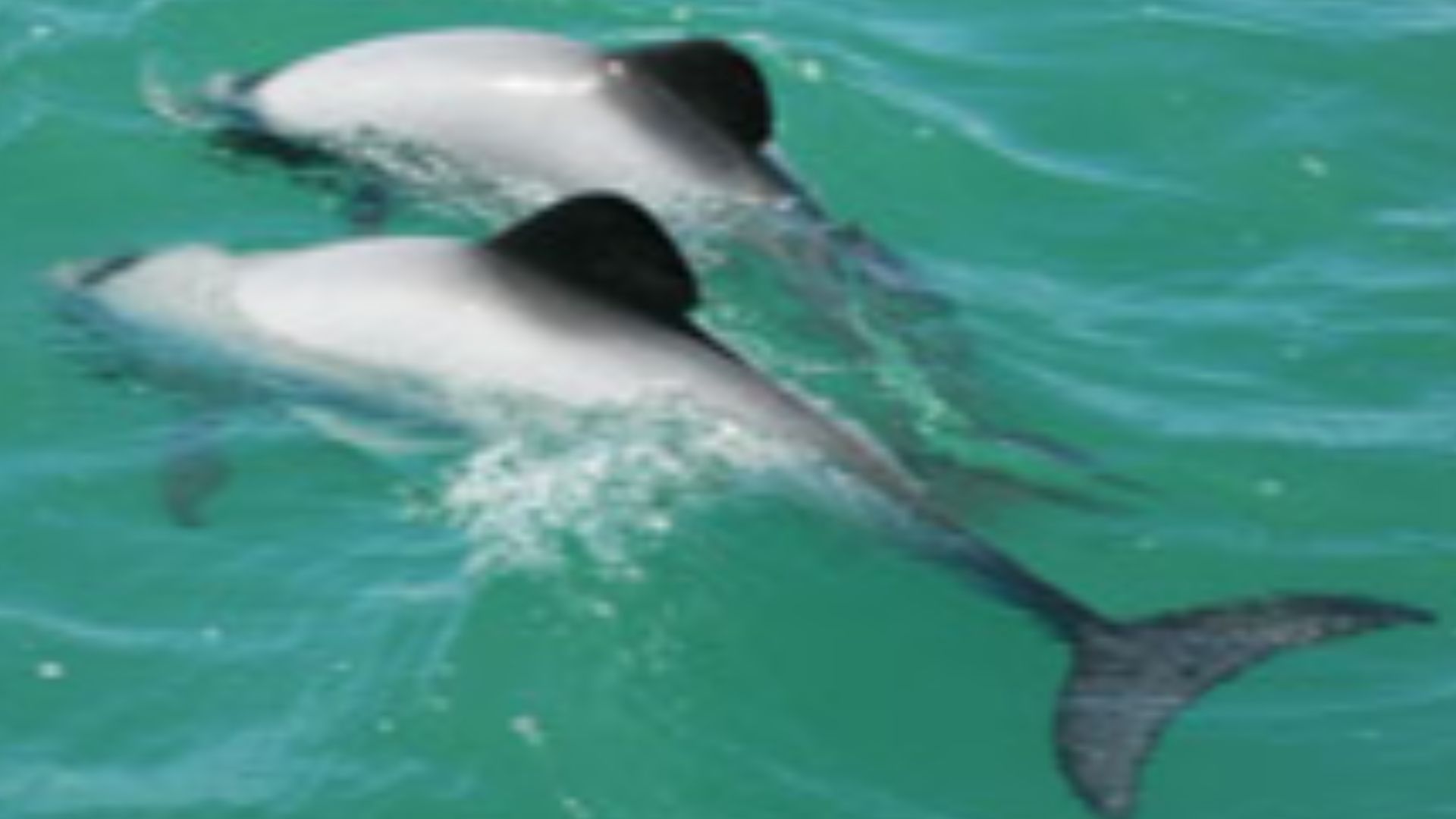 File:Two Maui's dolphins.jpg