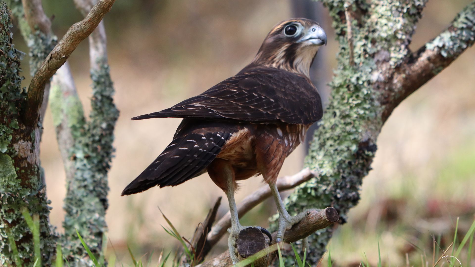 File:New Zealand Falcon 05.jpg