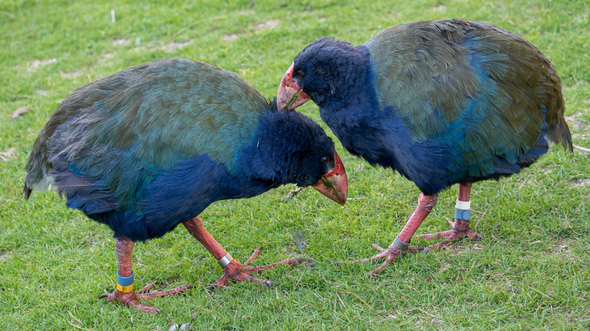 File:Allopreening takahē.jpg
