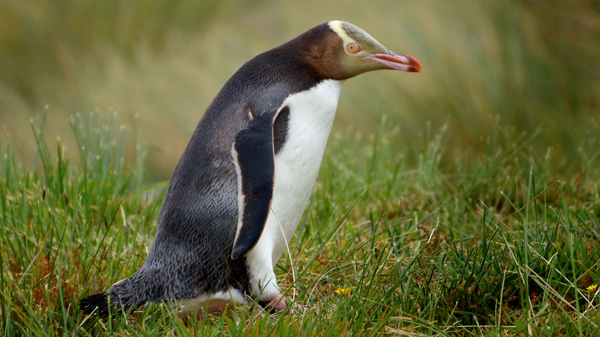 File:Yellow Eyed Penguin. (Megadyptes antipodes) (9868019174).jpg