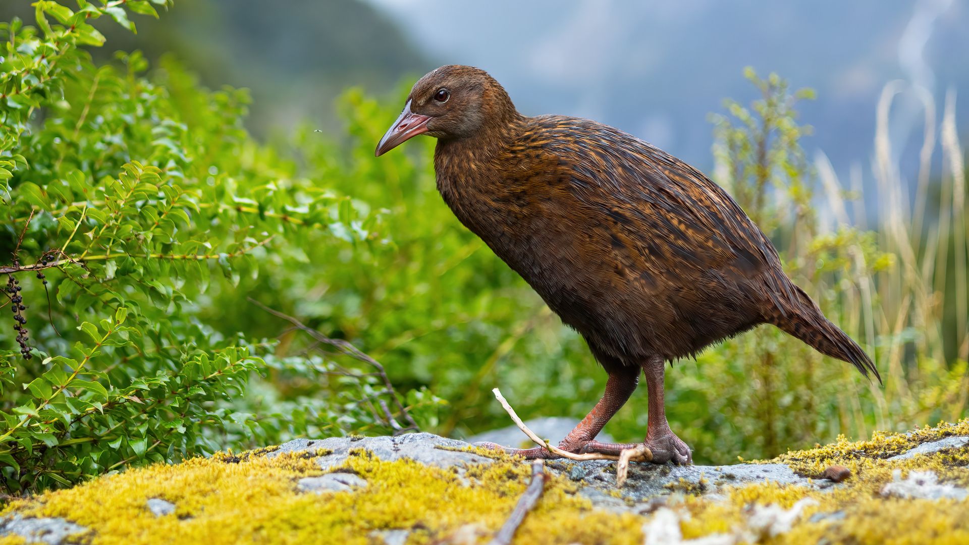 File:0A2A9595 Weka.jpg
