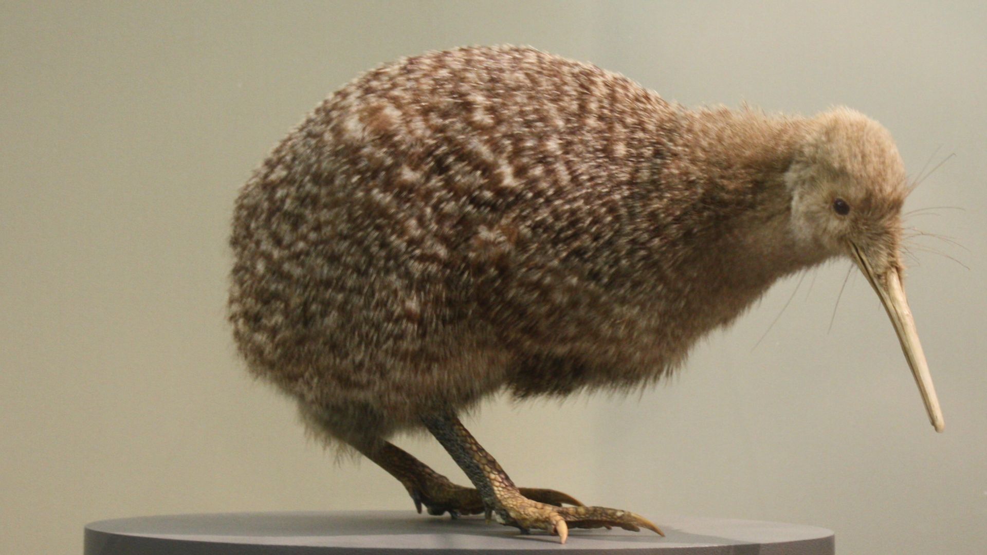 File:Little spotted kiwi, Apteryx owenii, Auckland War Memorial Museum.jpg