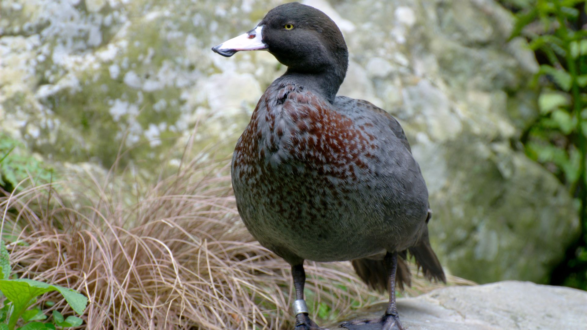 File:Whio (Blue Duck) at Staglands, Akatarawa, New Zealand.jpg