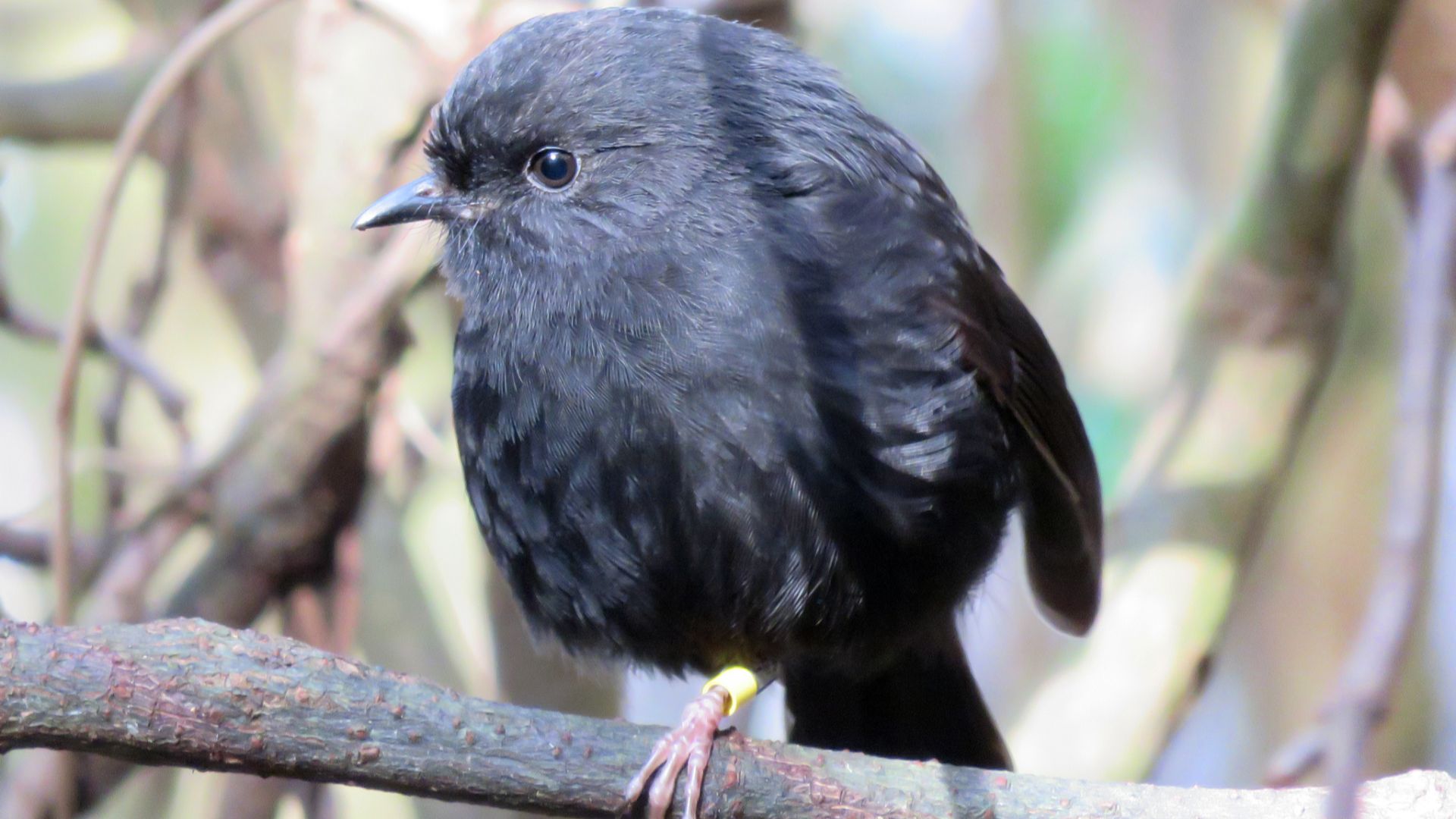 File:Petroica traversi 2305008.jpg