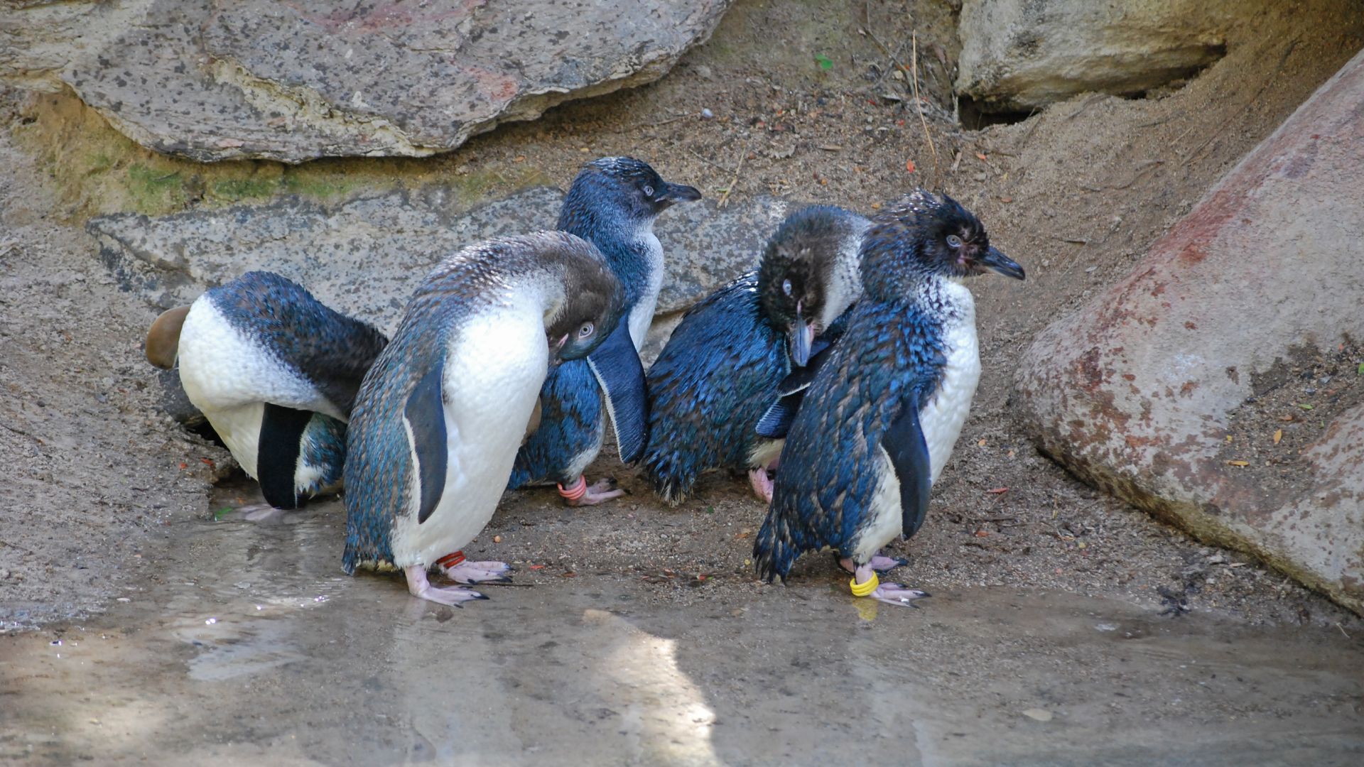 File:Little Blue Penguin (Eudyptula minor) -group at Adelaide Zoo.jpg