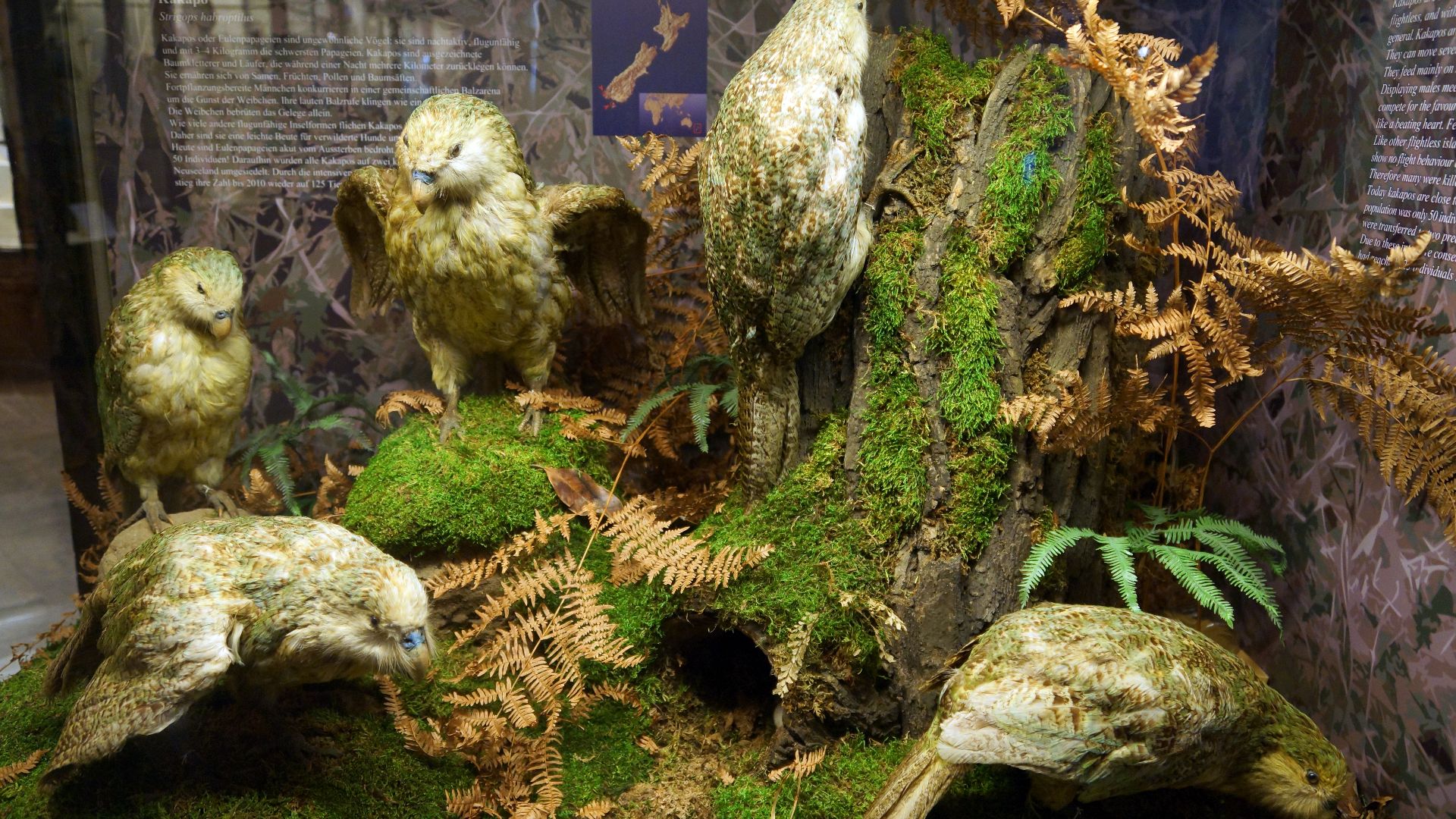 File:Naturhistorisches Museum, Kakapo.jpg