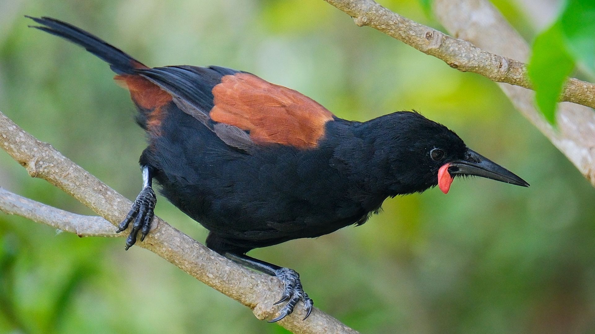 File:Saddleback perched on a branch (Tiritiri Matangi).jpg