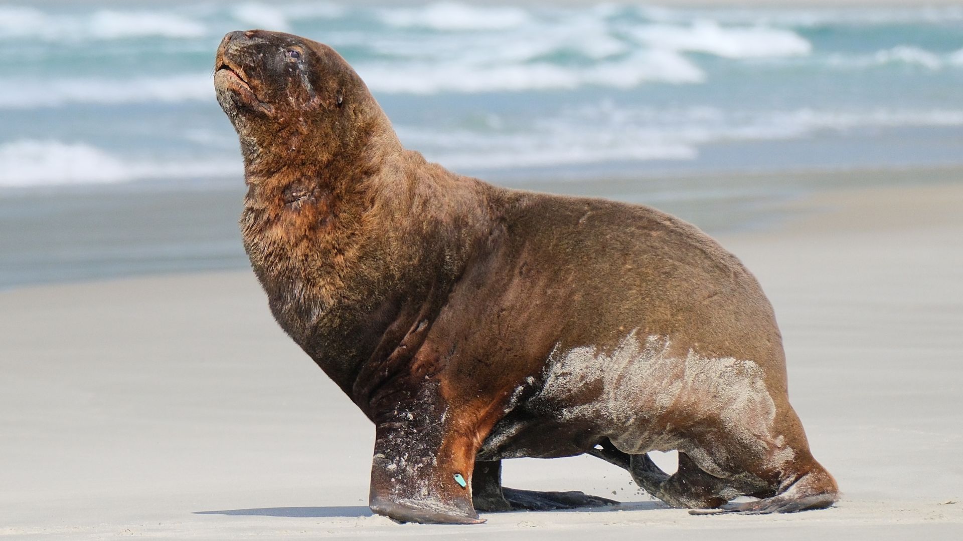 File:Big male New Zealand Sea Lion walking on the beach.jpg