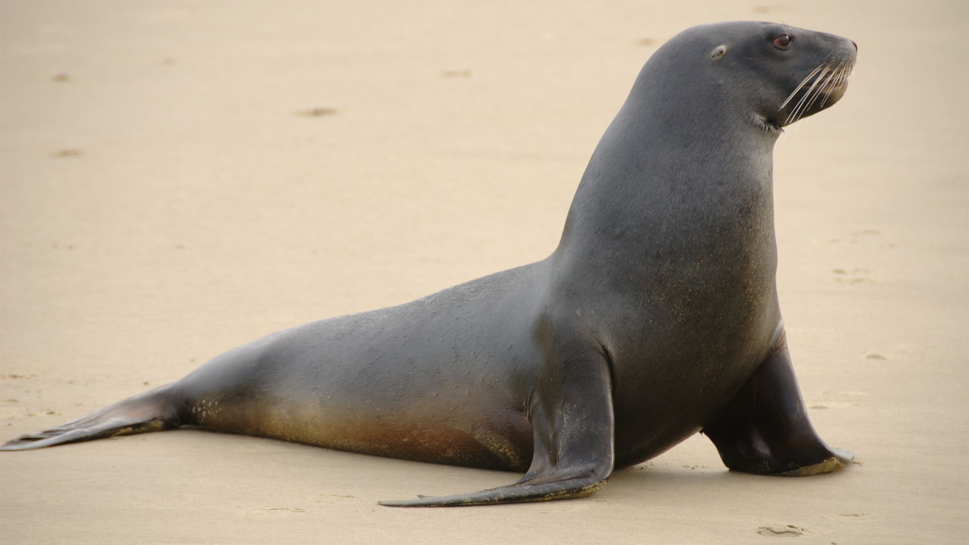 File:New Zealand Sea Lion.jpg