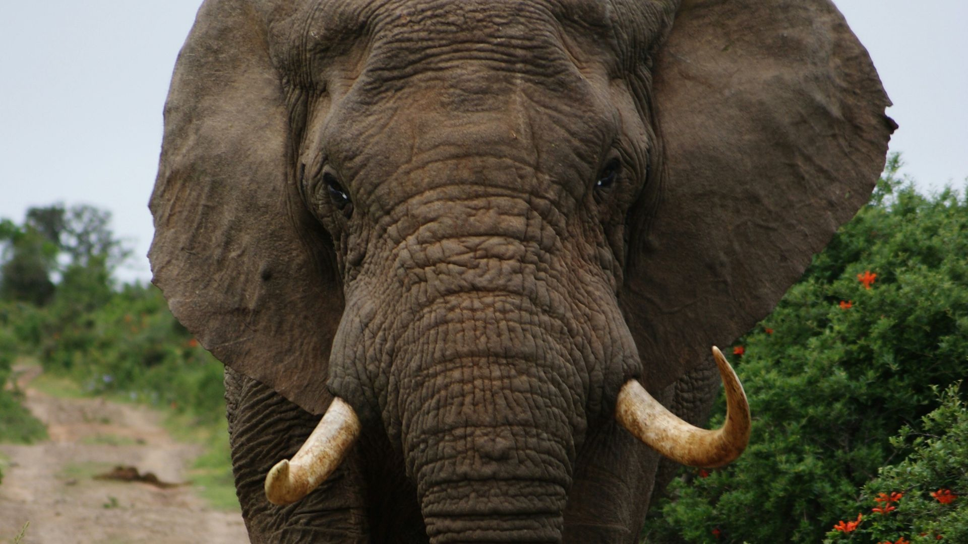 gray elephant walking beside green plants during daytime