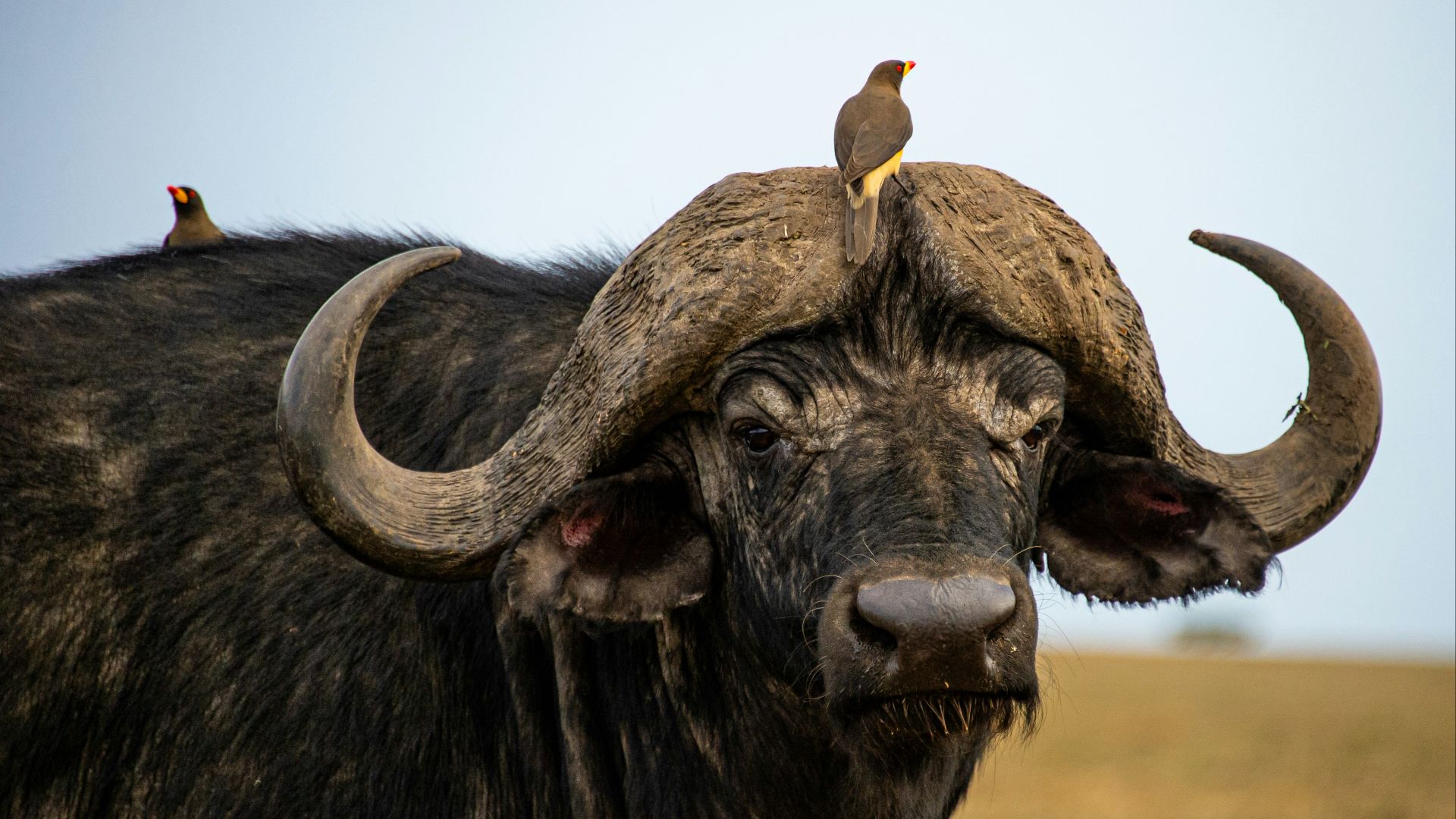 a bird sitting on the back of a buffalo