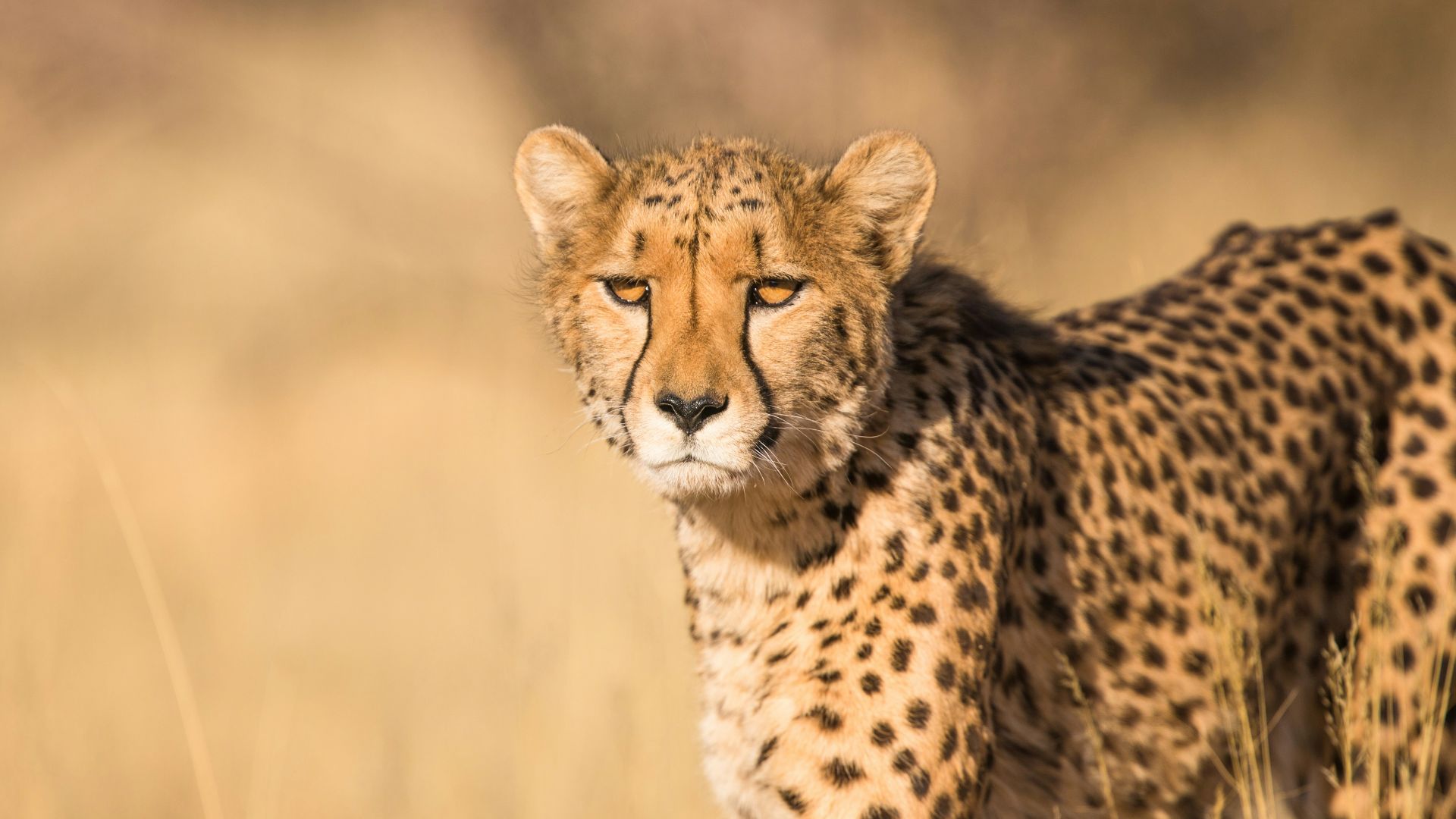 shallow focus photography of leopard