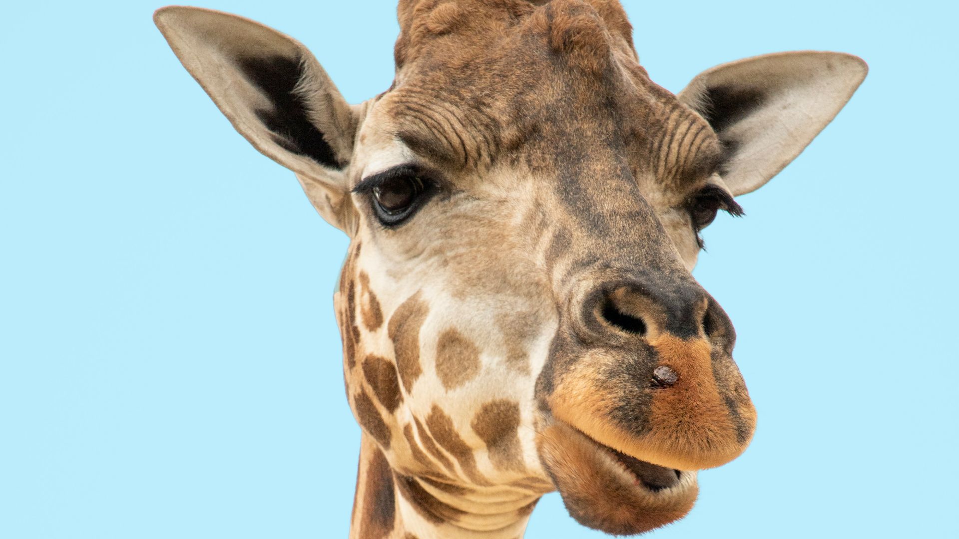 brown and beige giraffe