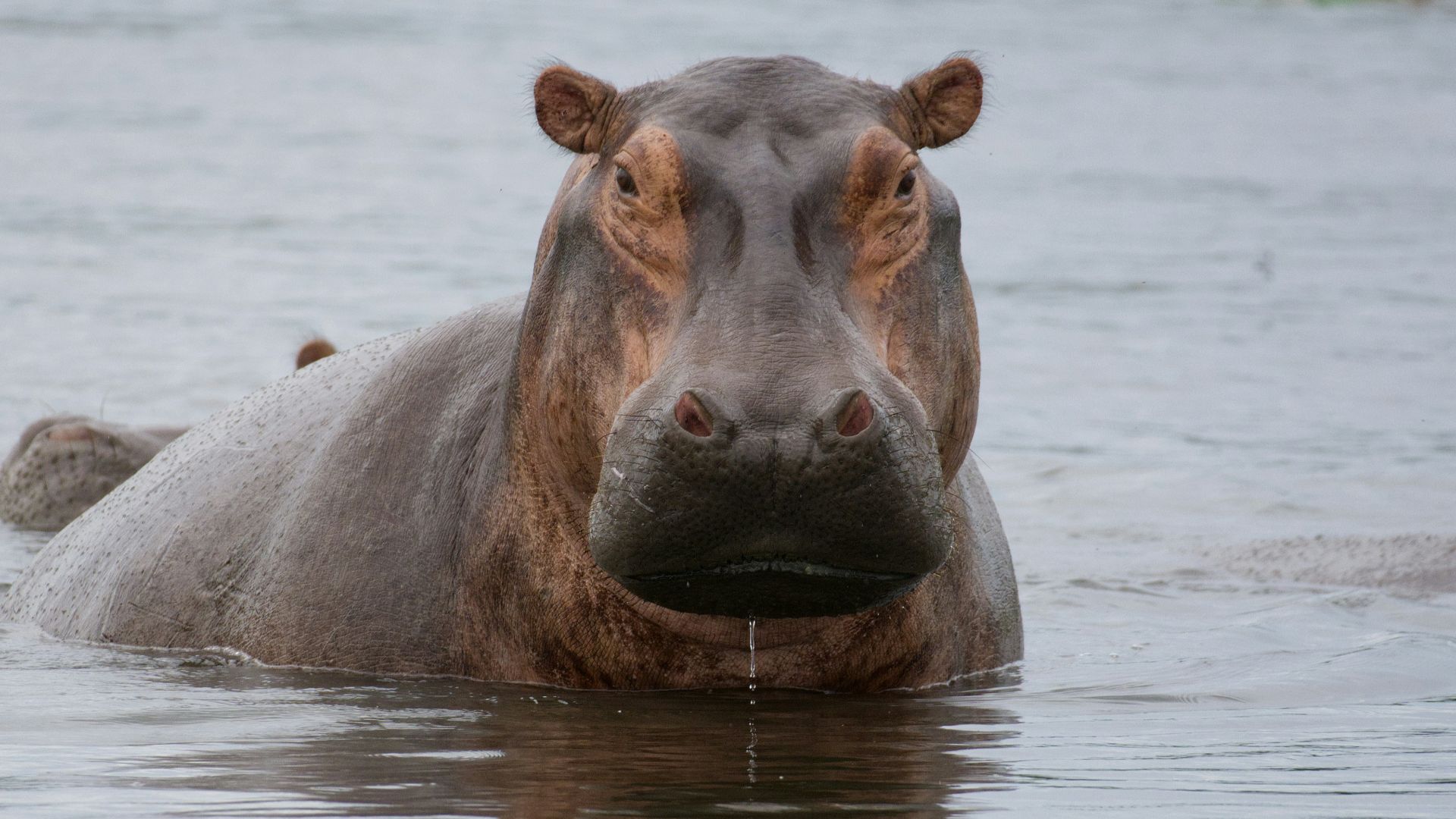 a hippopotamus standing in a body of water