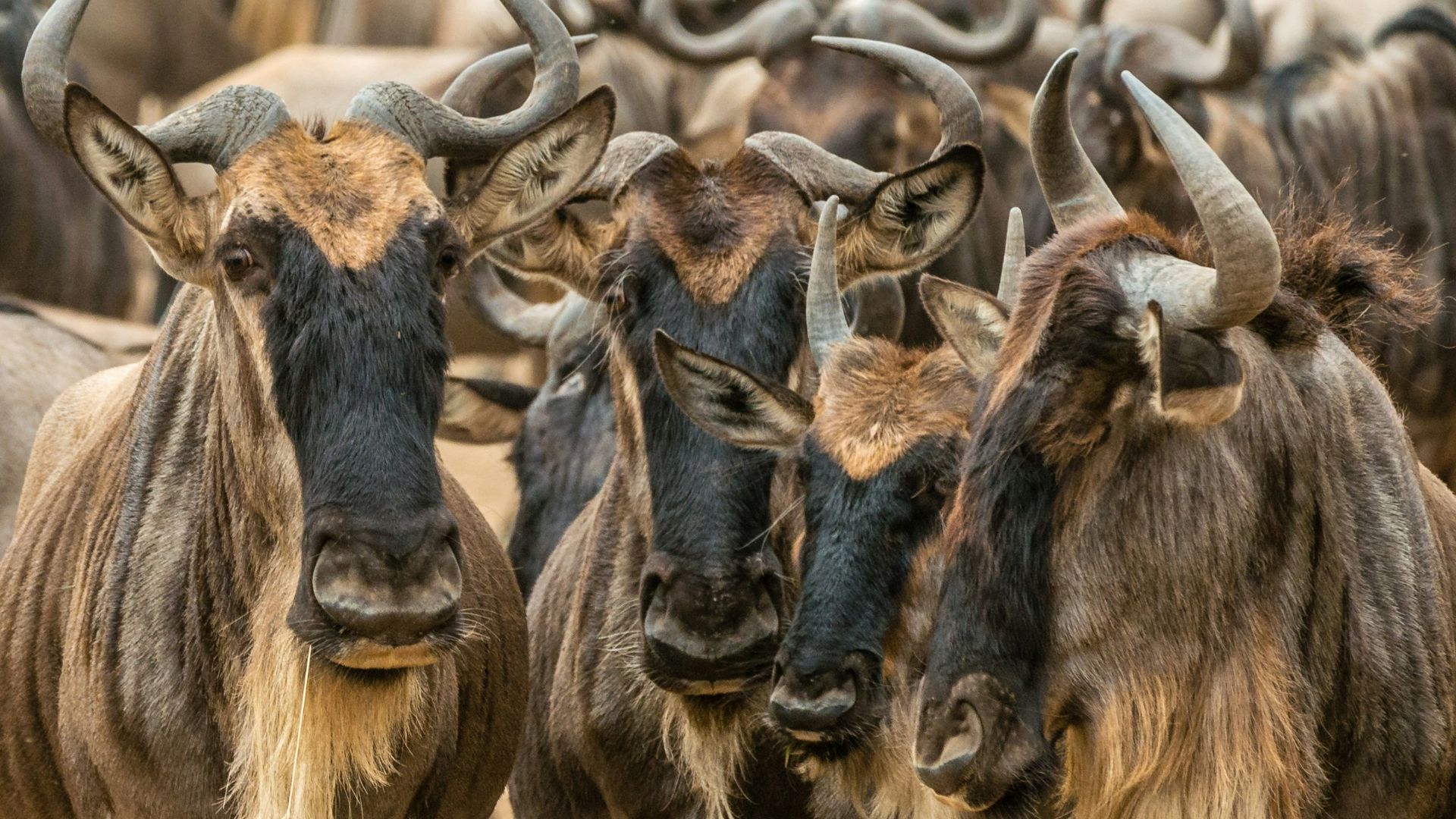 shallow focus photography of brown animals during daytime