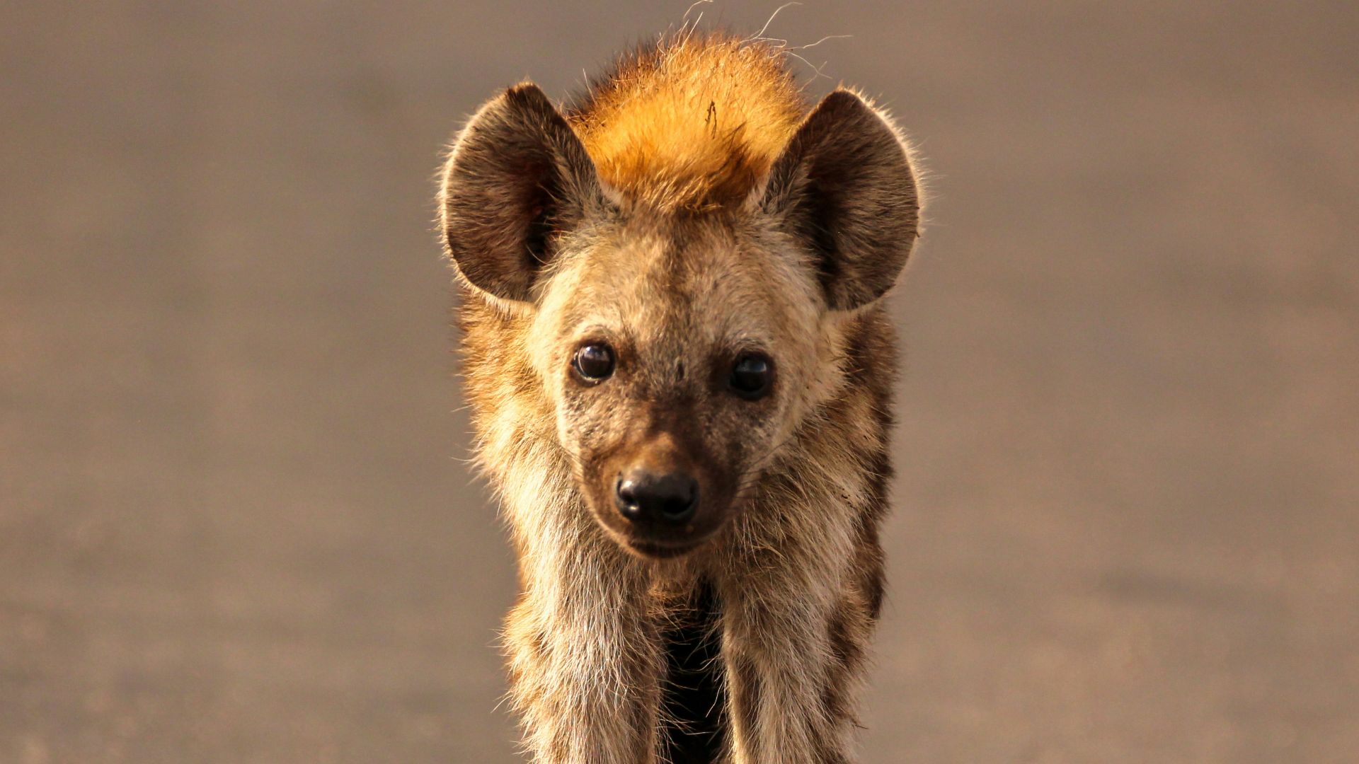 Hyena walking on road