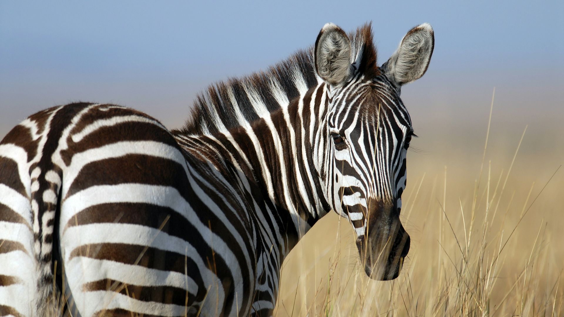 zebra standing on wheat field