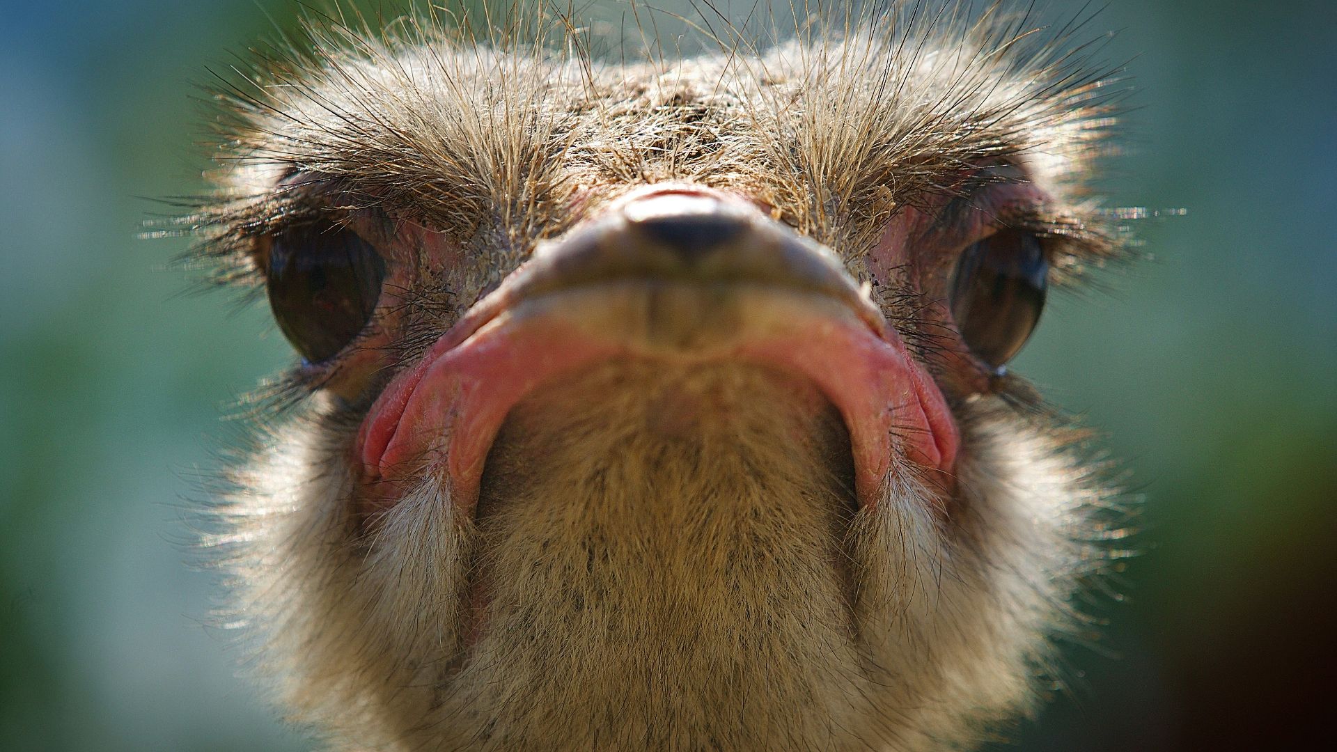 an ostrich's face with a blurry background