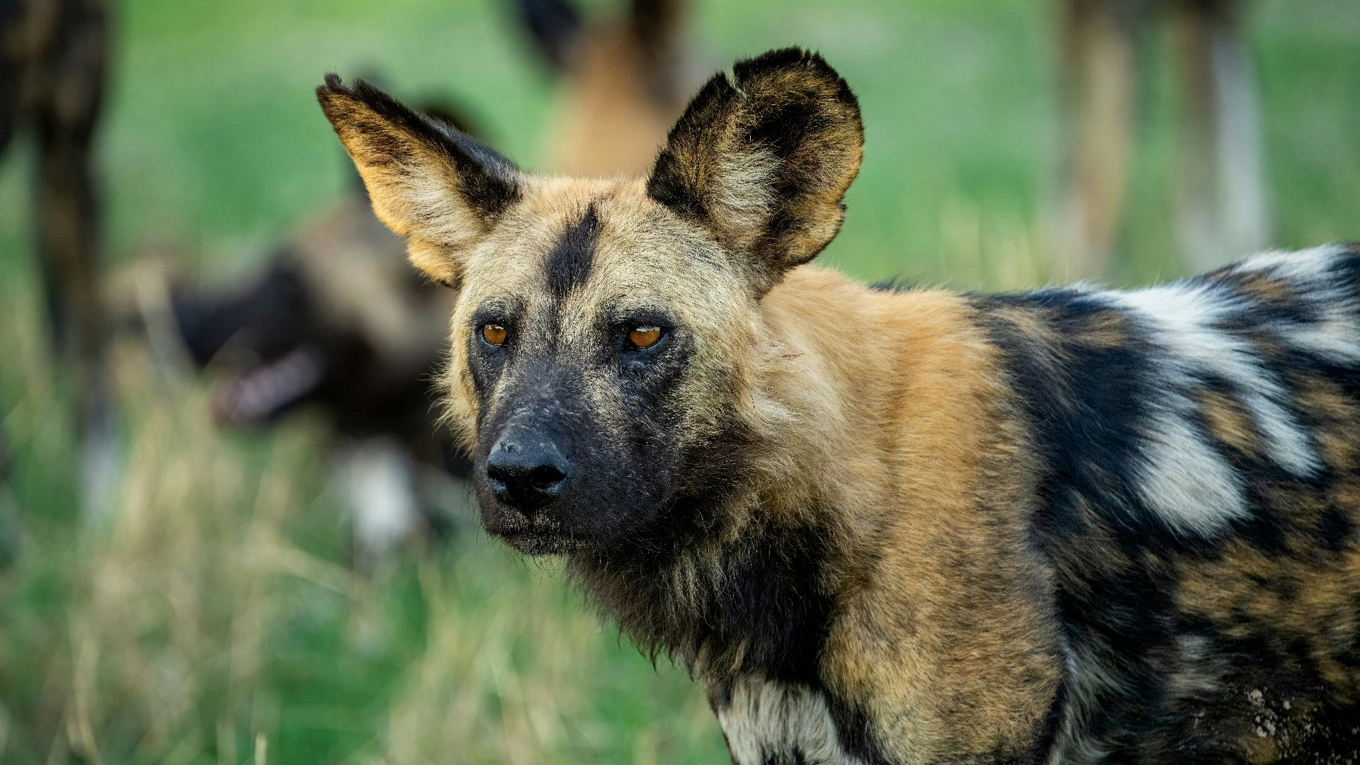 a group of wild dogs in a grassy field
