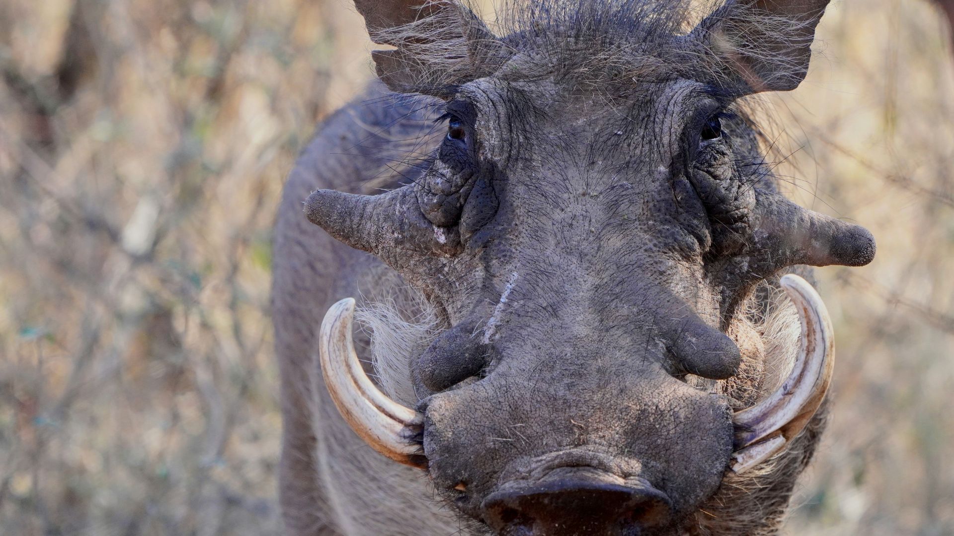 a warthog with large horns standing in a field