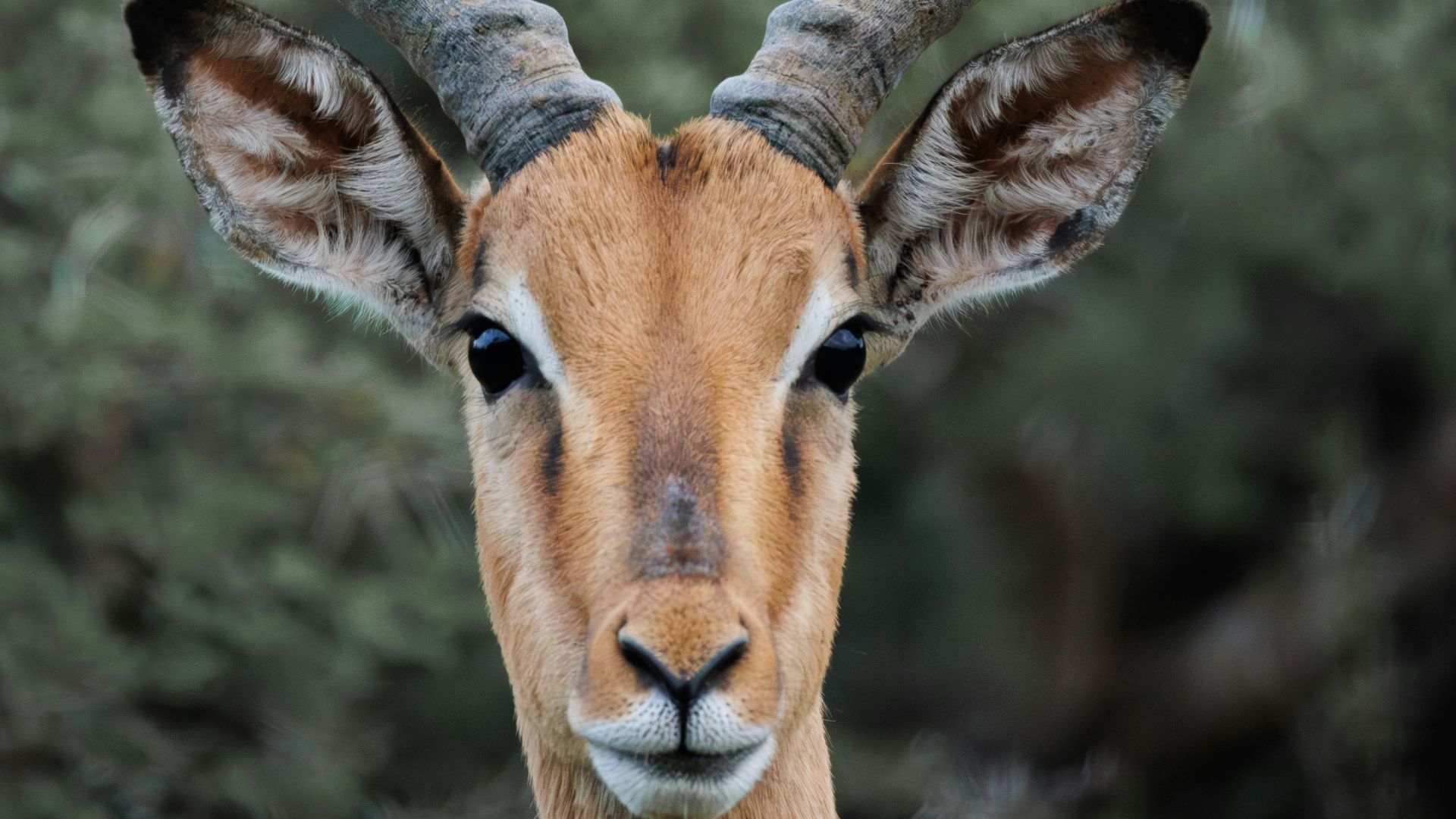 a close up of a deer with large horns