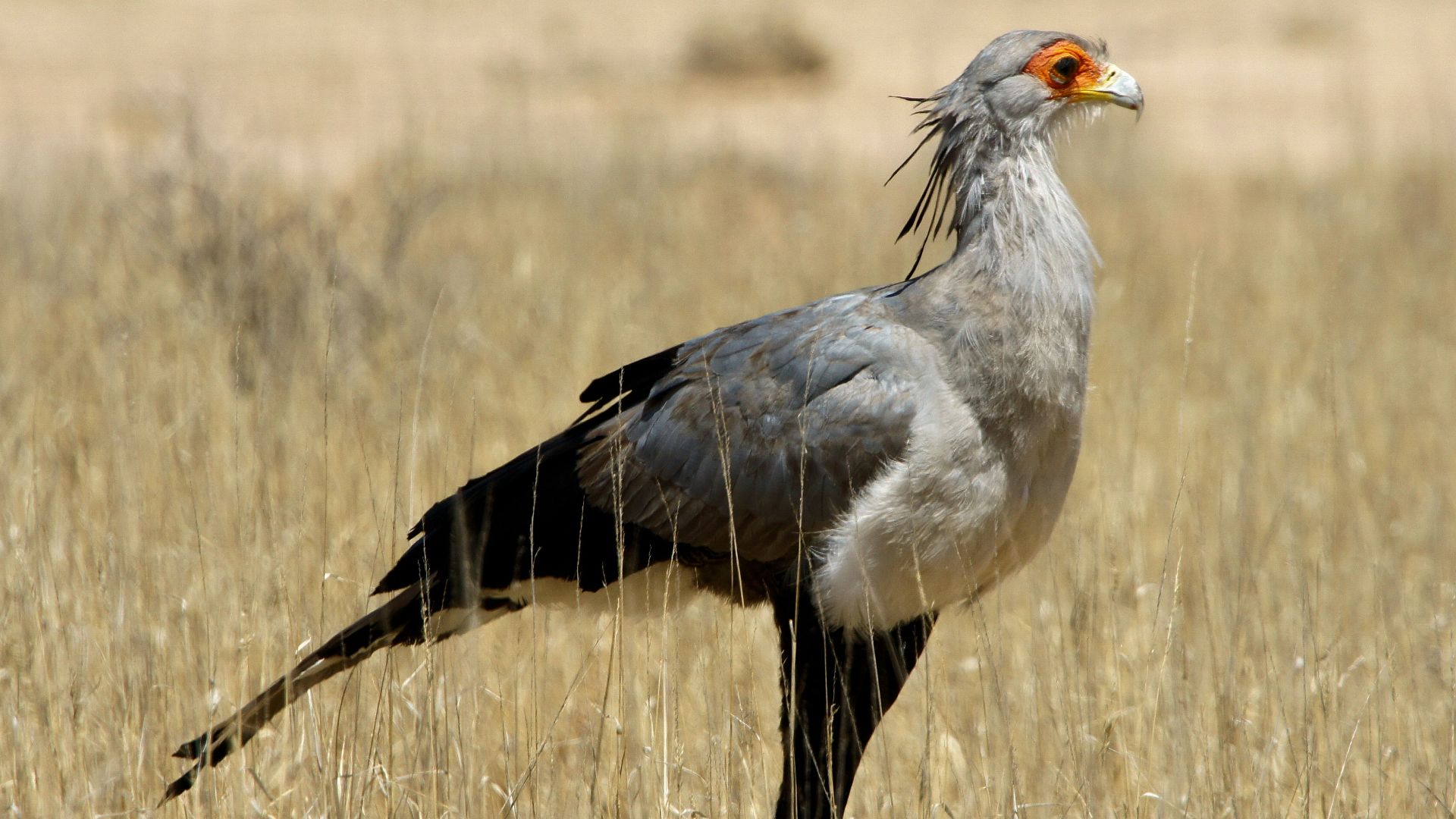grey and white bird on brown grass field during daytime